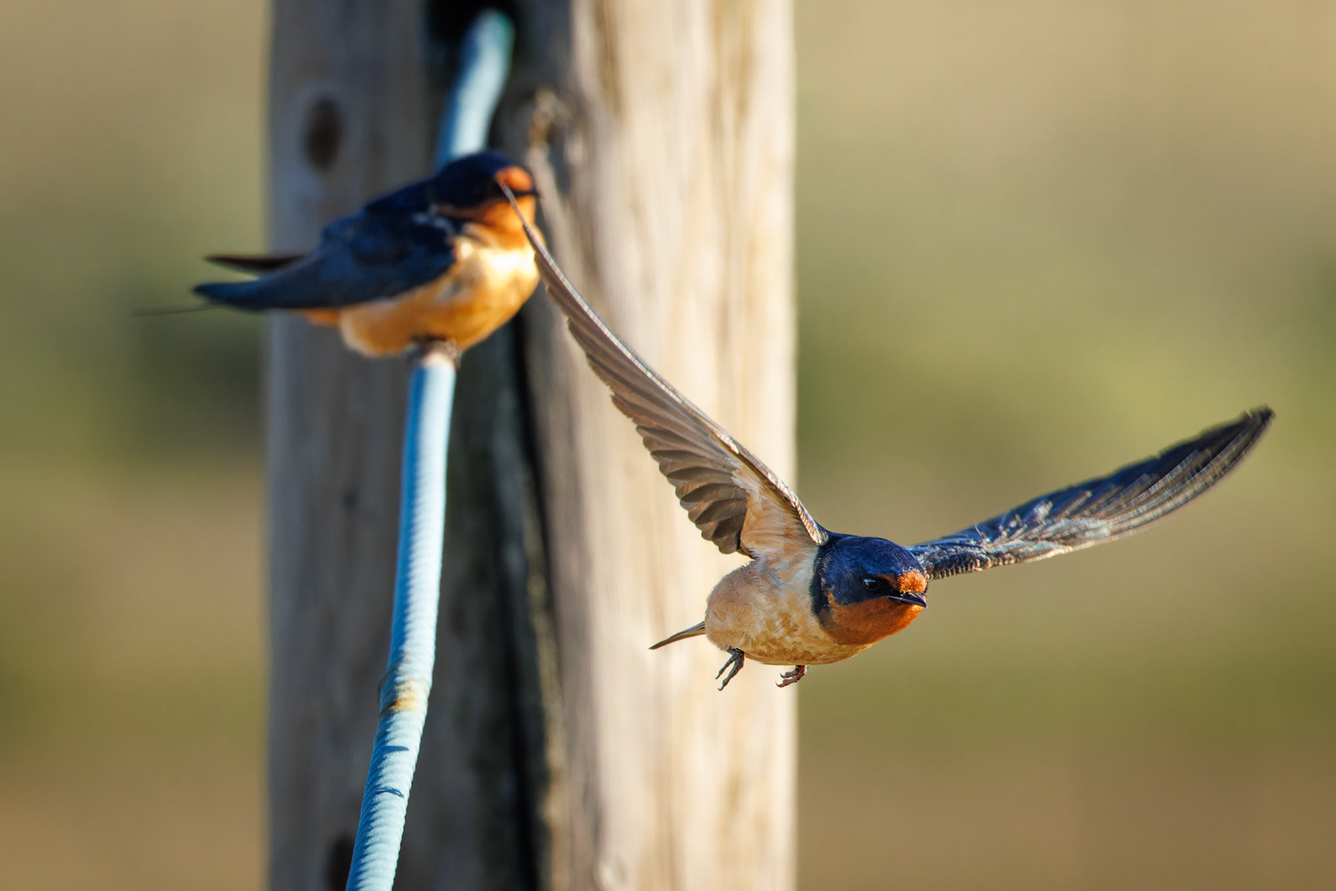 Barn Swallows
