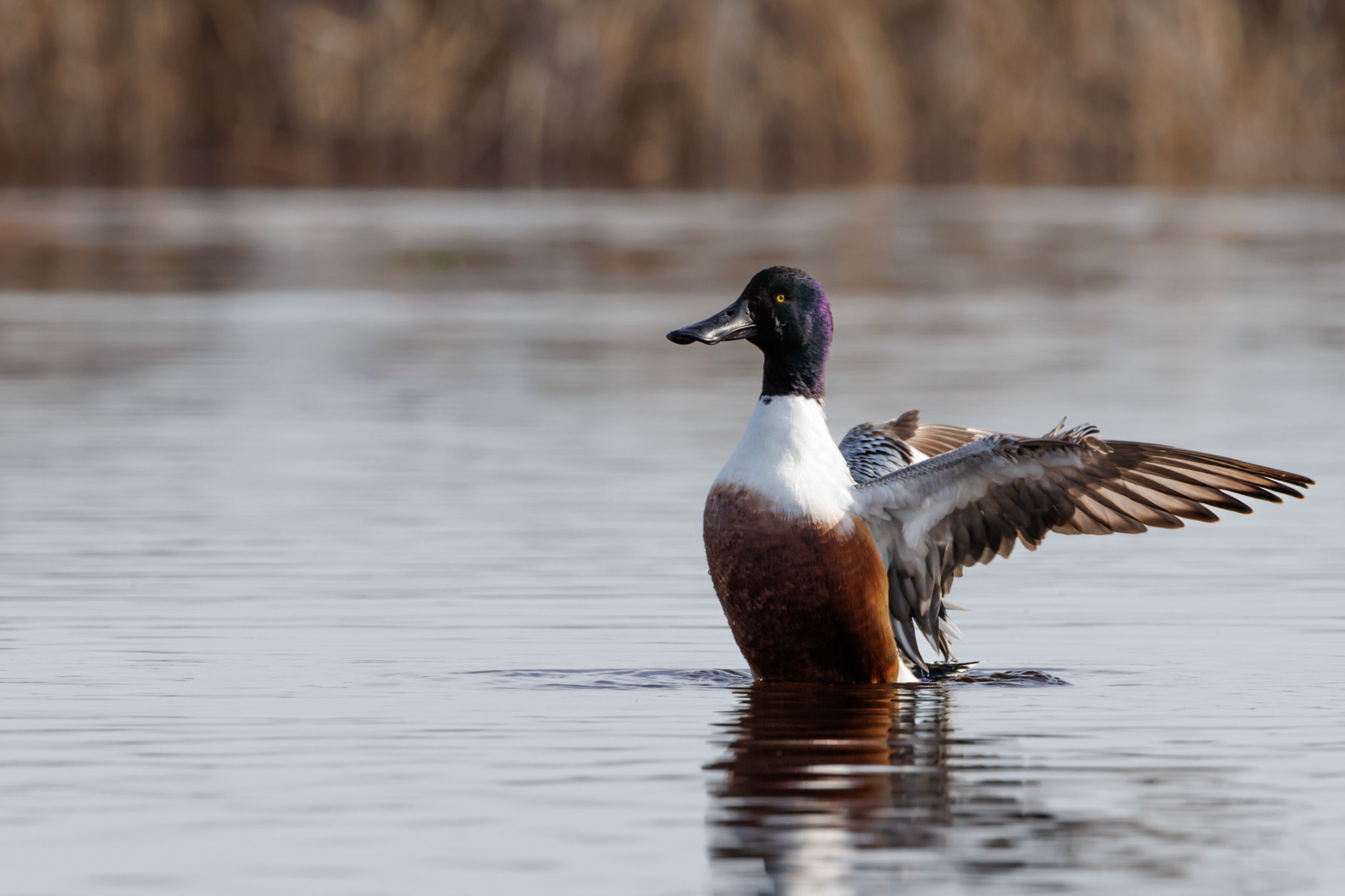 Northern Shoveler
