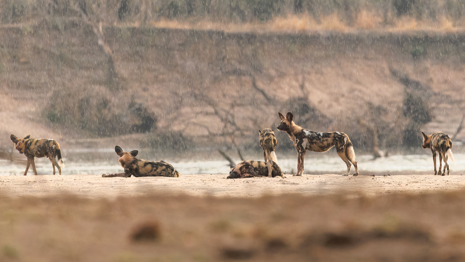 African Wild Dogs in the rain