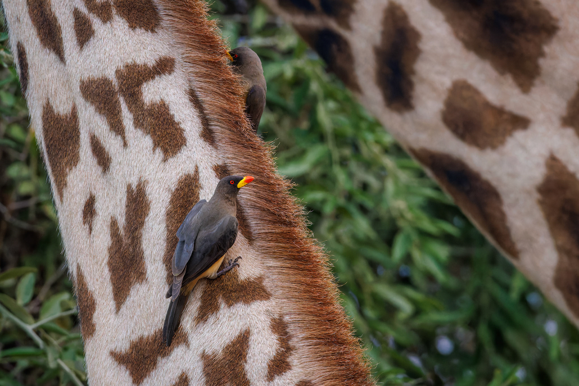 Yellow-billed Oxpeckers