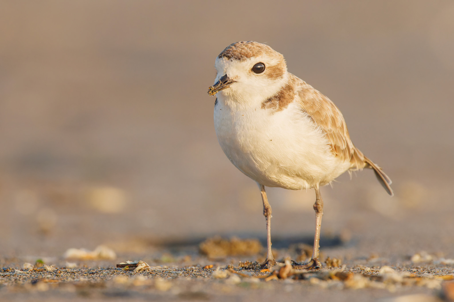 Snowy Plover