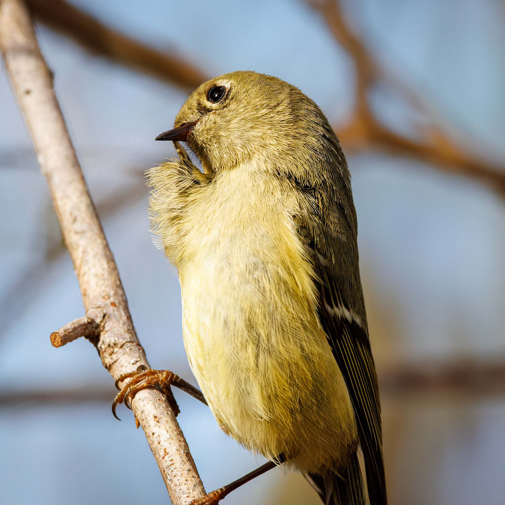 Ruby-crowned Kinglet thinking
