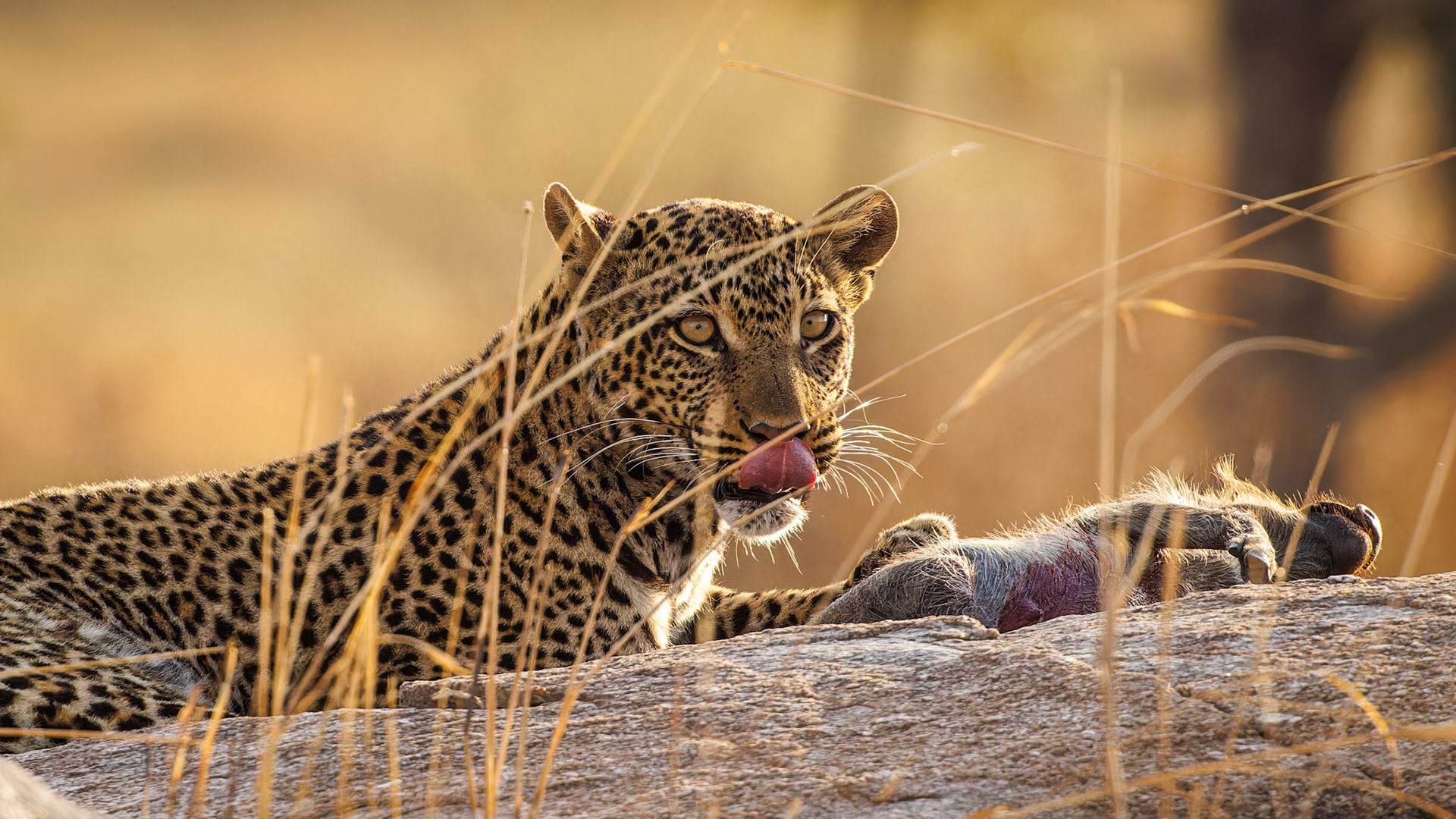 Leopard with Warthog kill