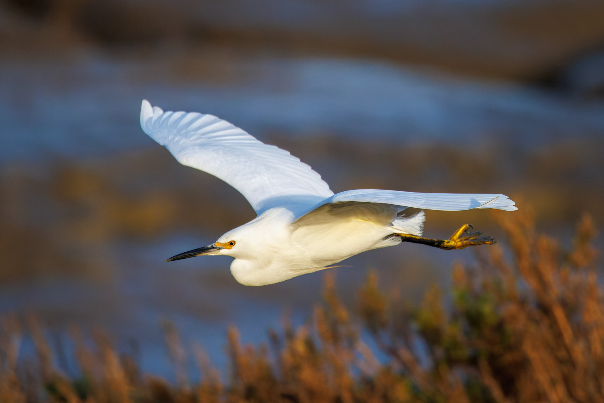 Snowy Egret