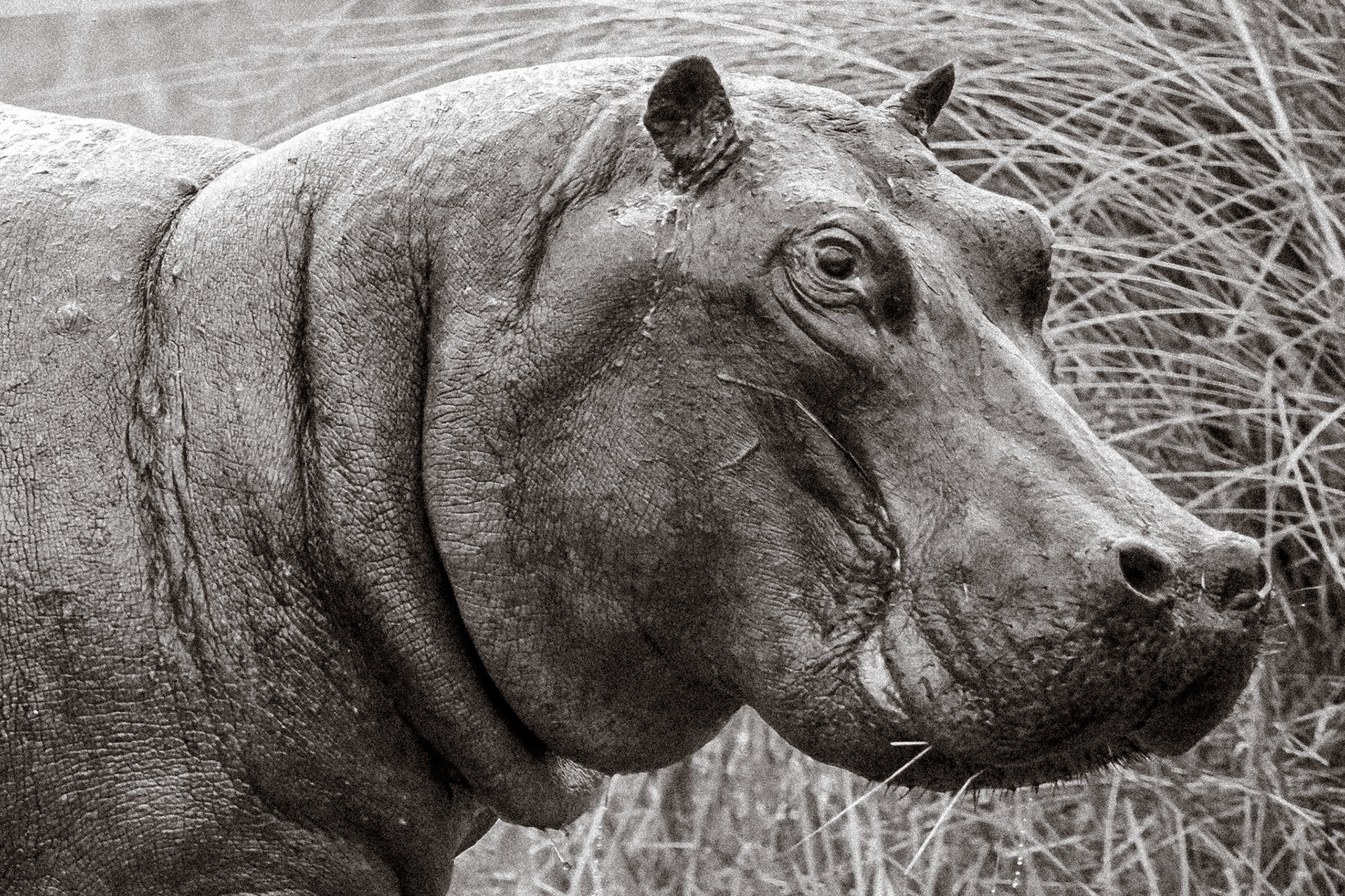 Wanted - Africa’s #1 killer