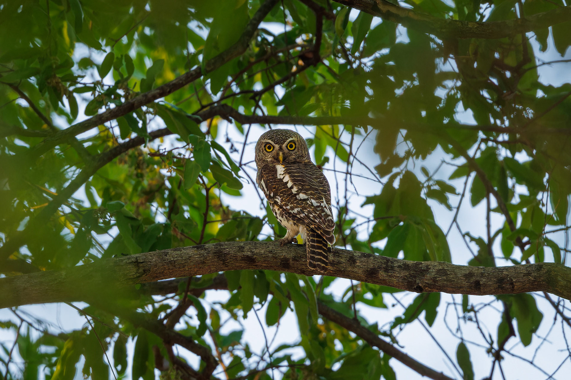 African Barred Owlet