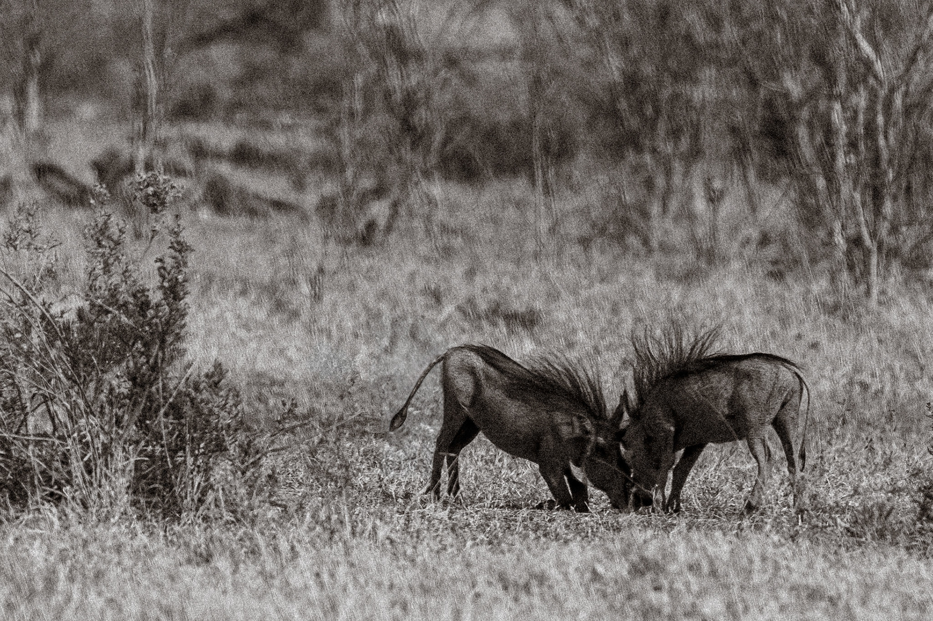 Warthogs butting heads