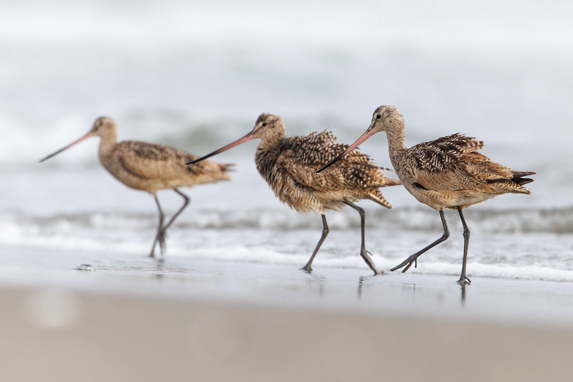 Marbled Godwit