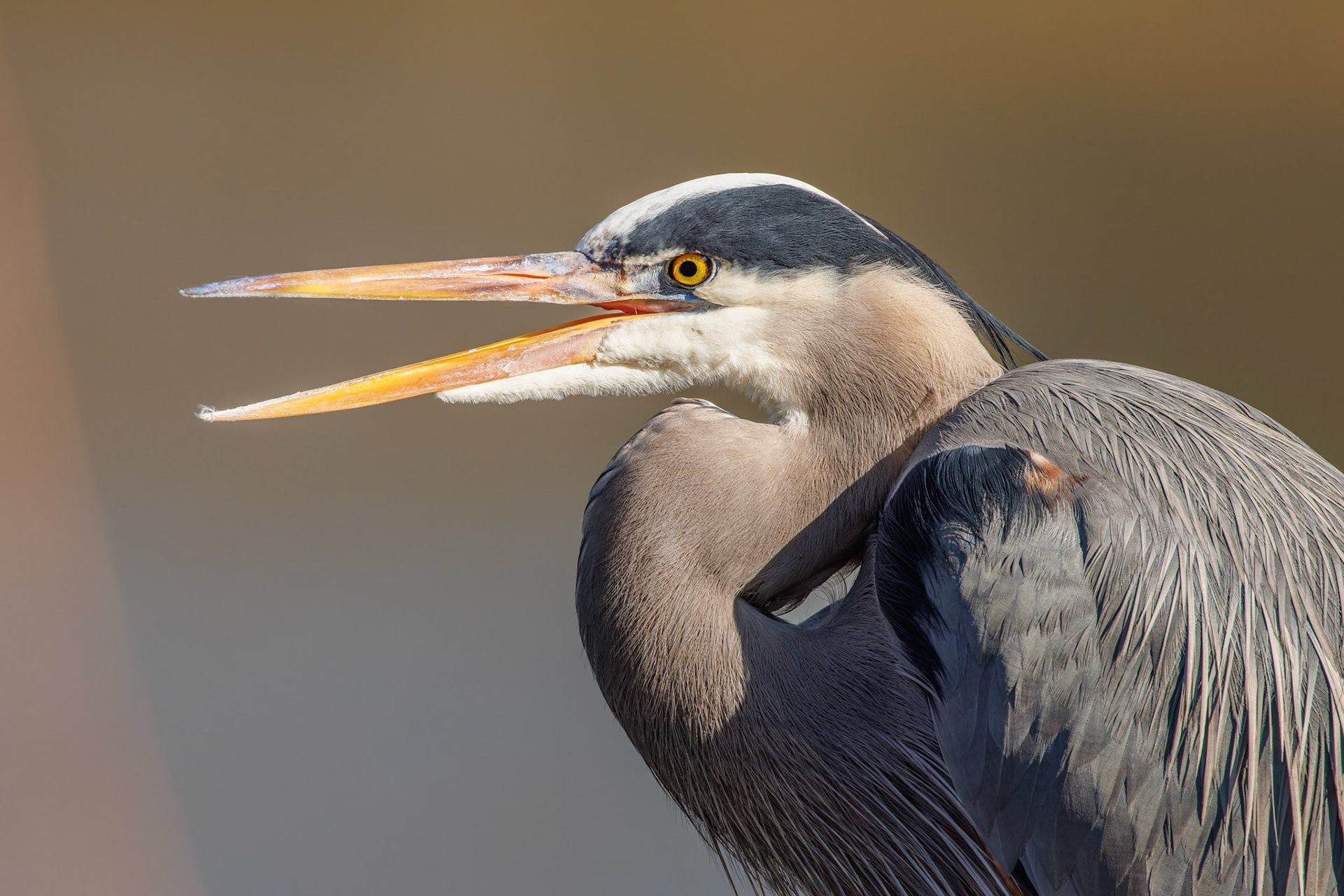 Great Blue Heron
