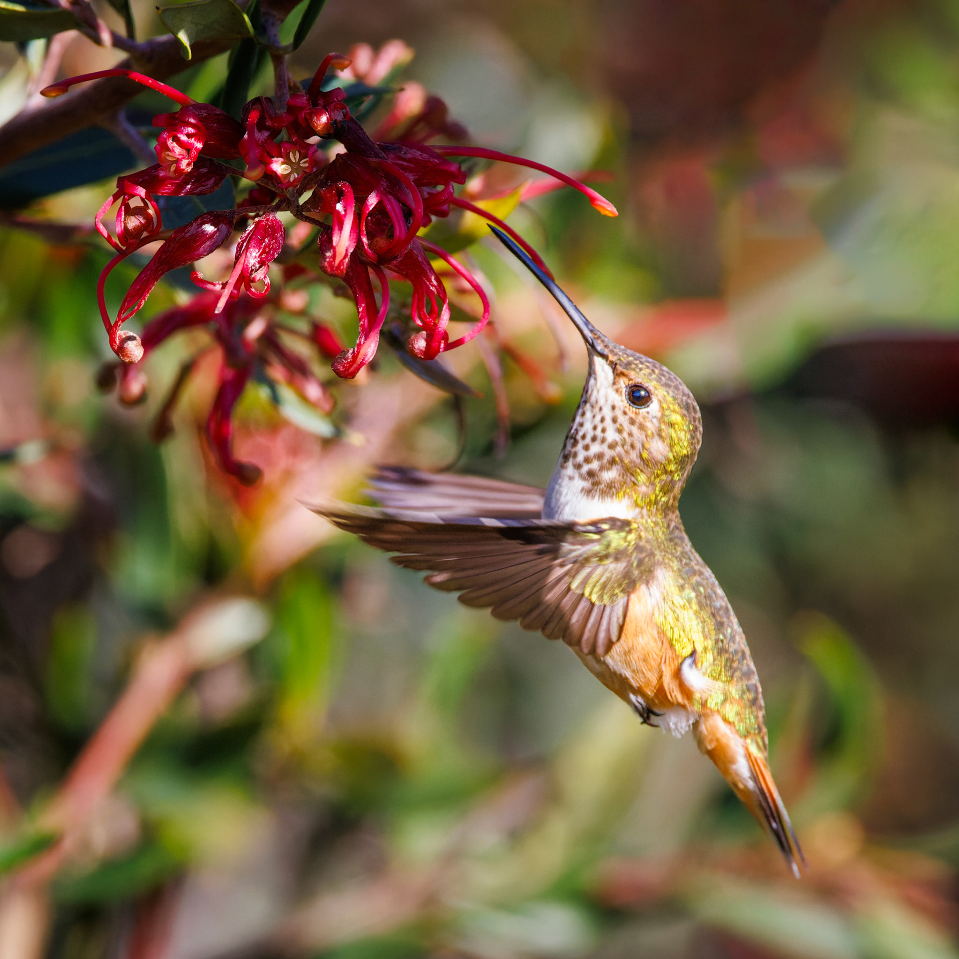 Allen’s Hummingbird - female