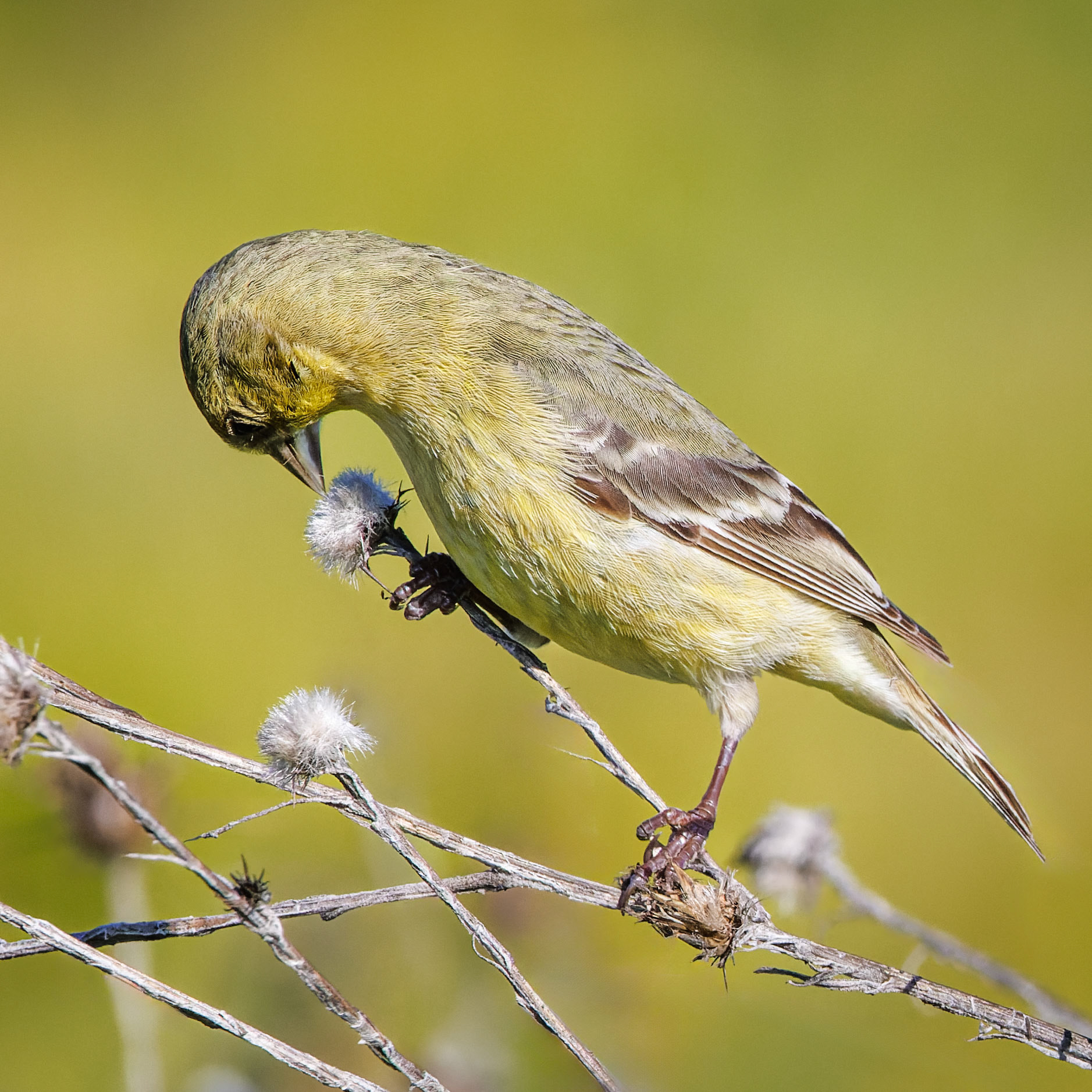 Lesser Goldfinch - female