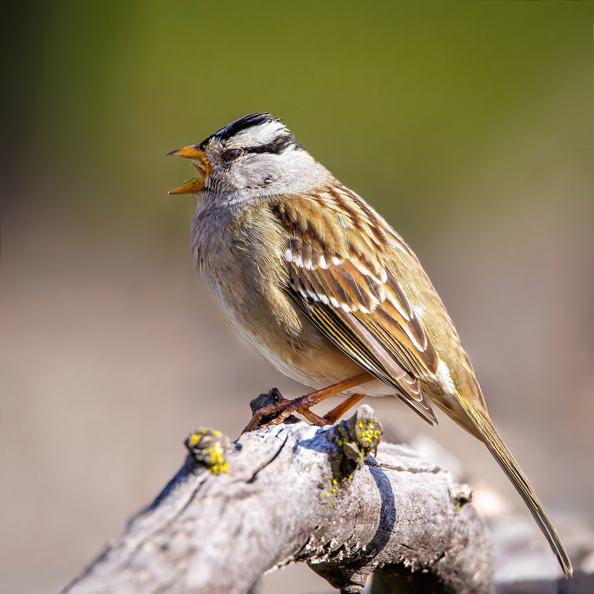 White-crowned Sparrow