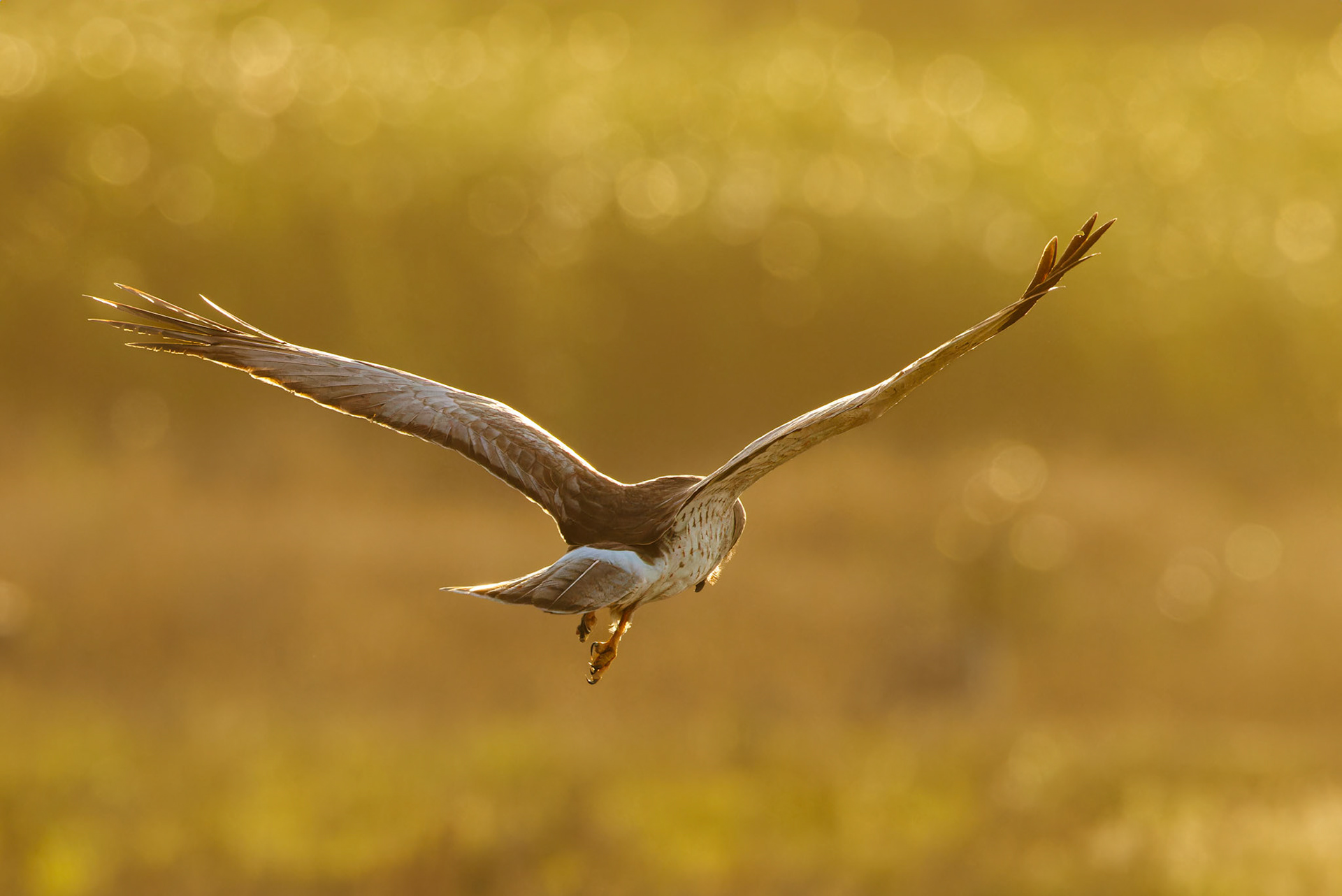 Northern Harrier searching for dinner