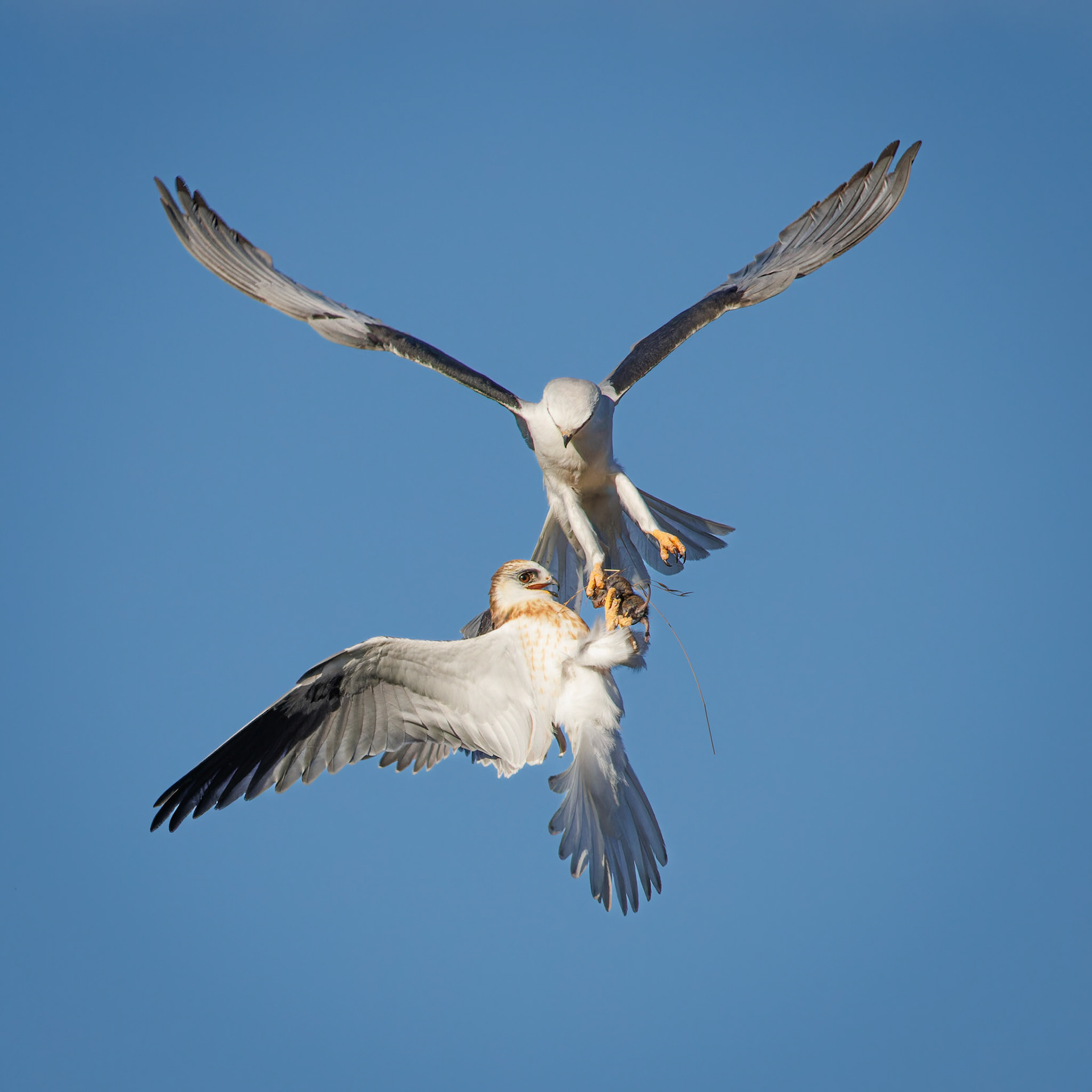 White-tailed Kite juvenile getting food from parent