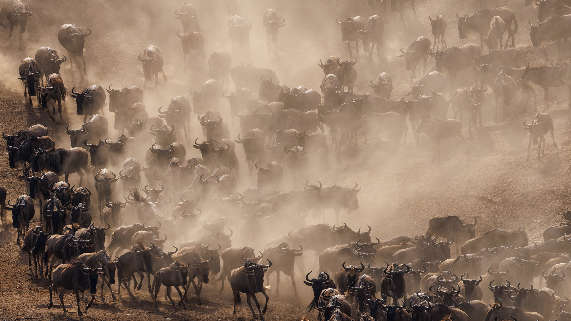 Wildebeest river crossing Sept 5