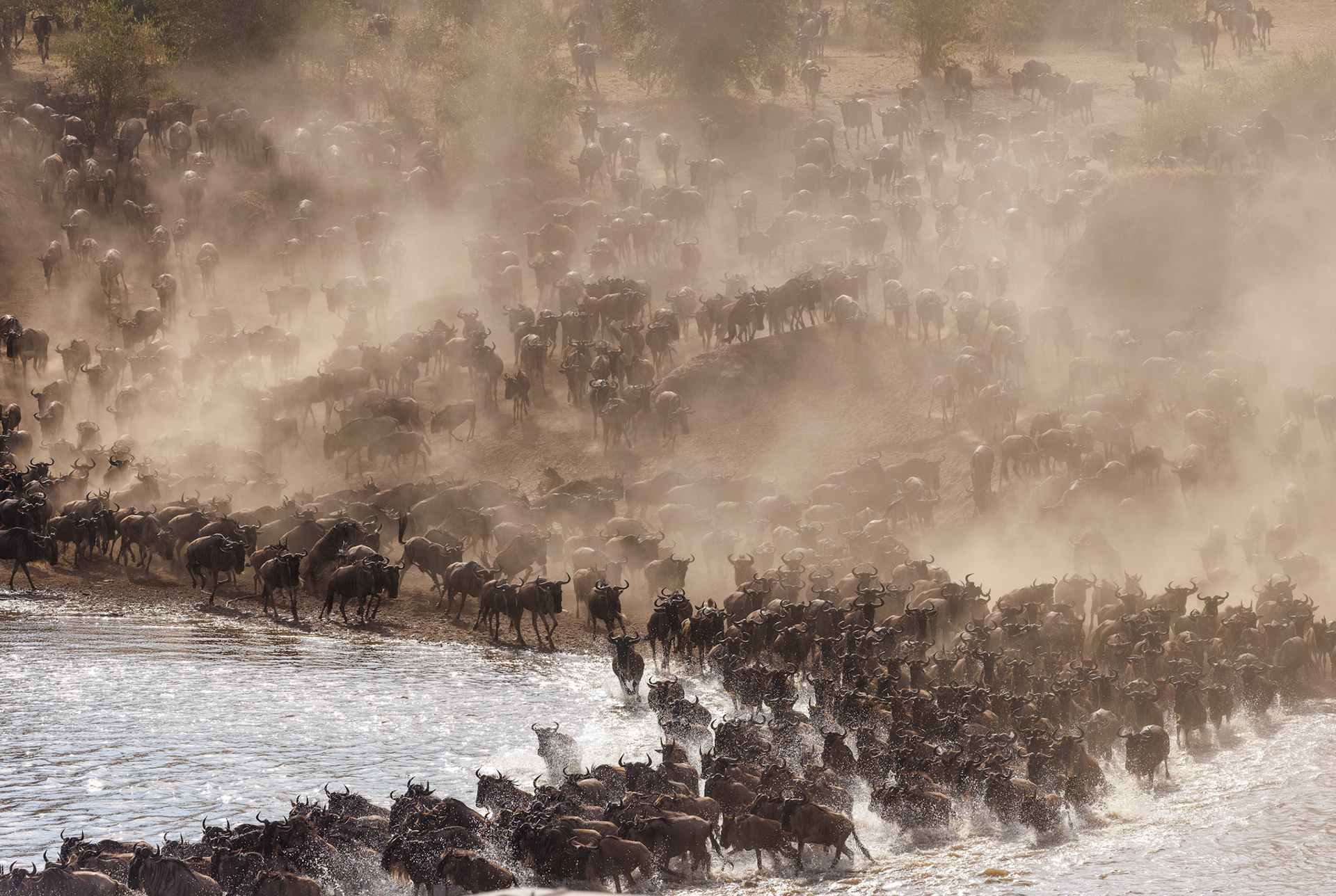 Wildebeest river crossing Sept 5