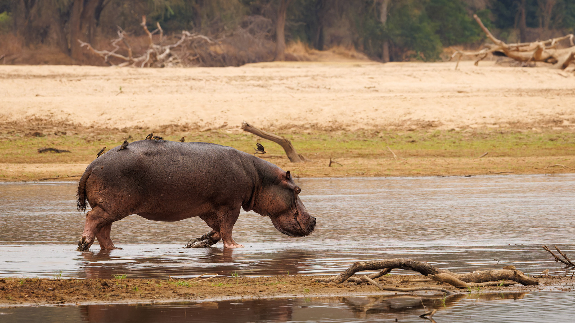 Hippo with Oxpeckers