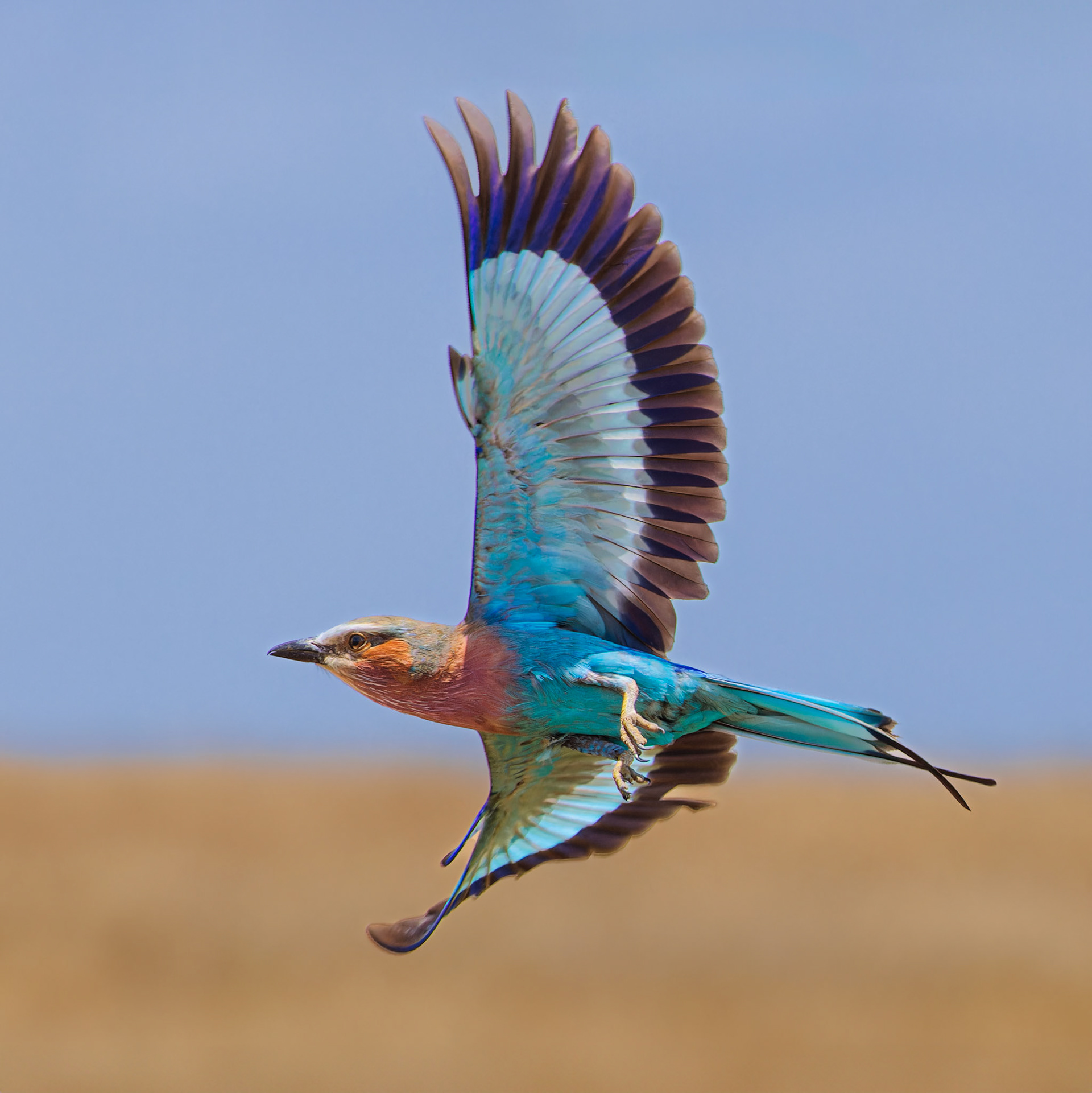 Lilac-breasted Roller