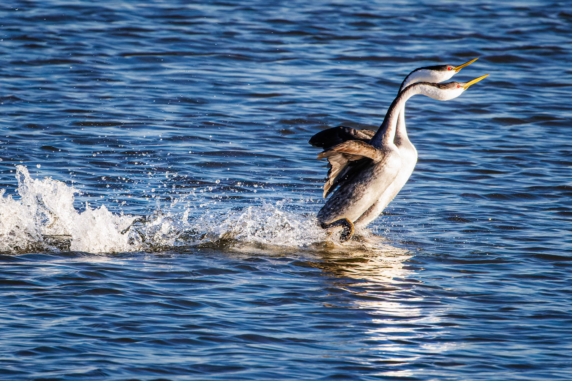 Clark’s Grebes in courtship dance