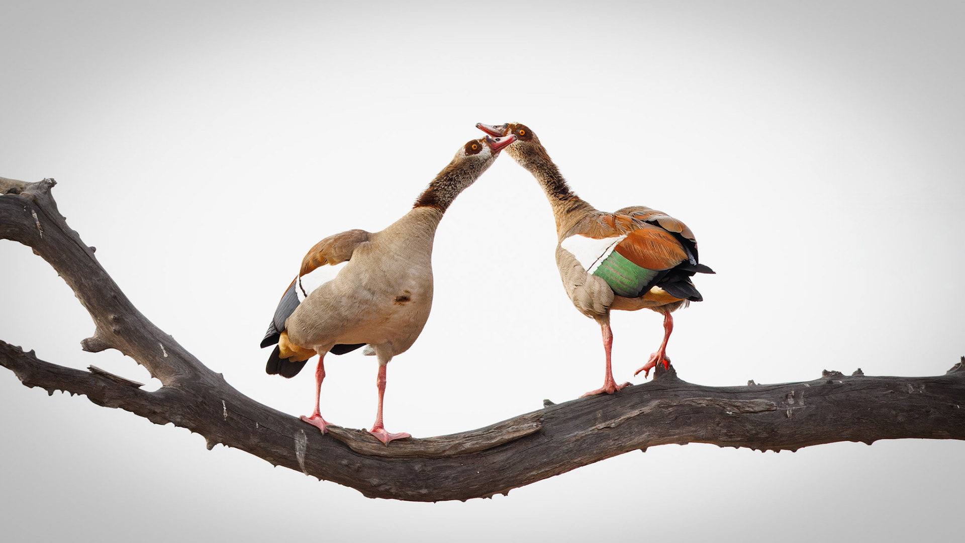 Egyptian Geese courtship