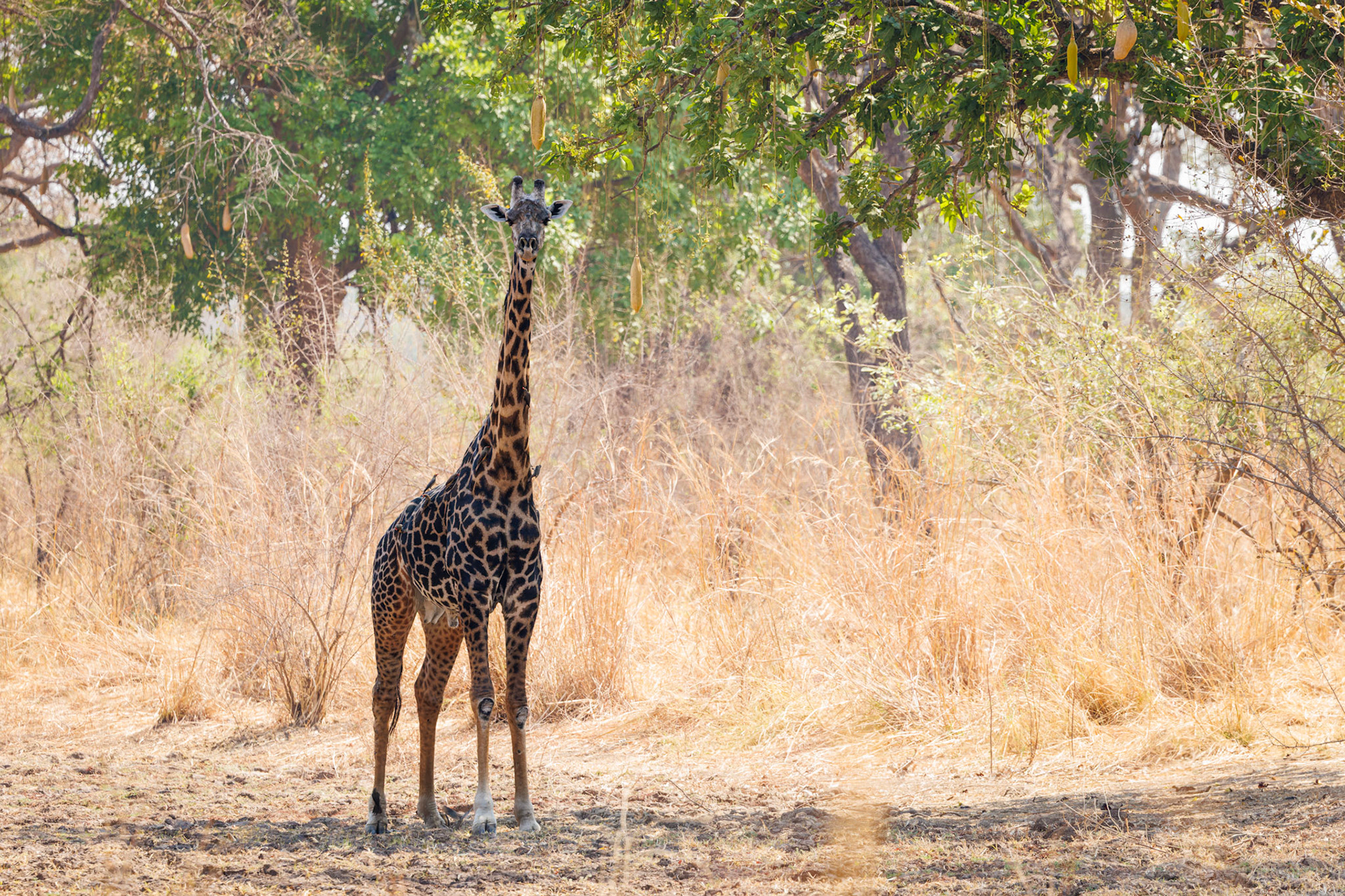 Thornicroft's Giraffe under Sausage Tree