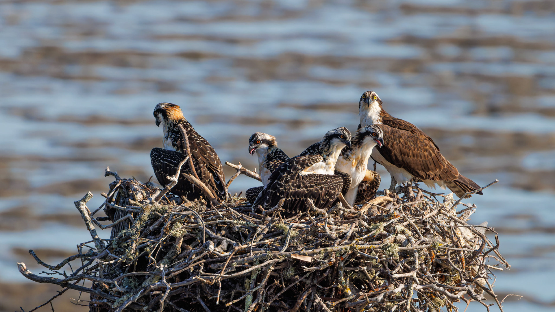 Osprey mom with 7 week old juveniles