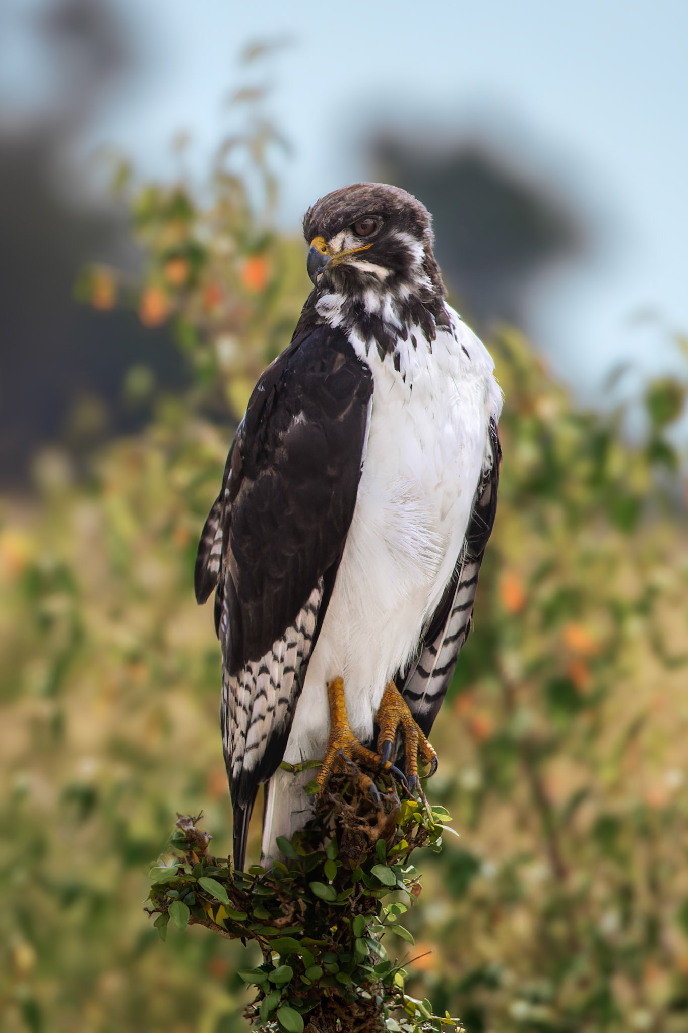 Augur Buzzard