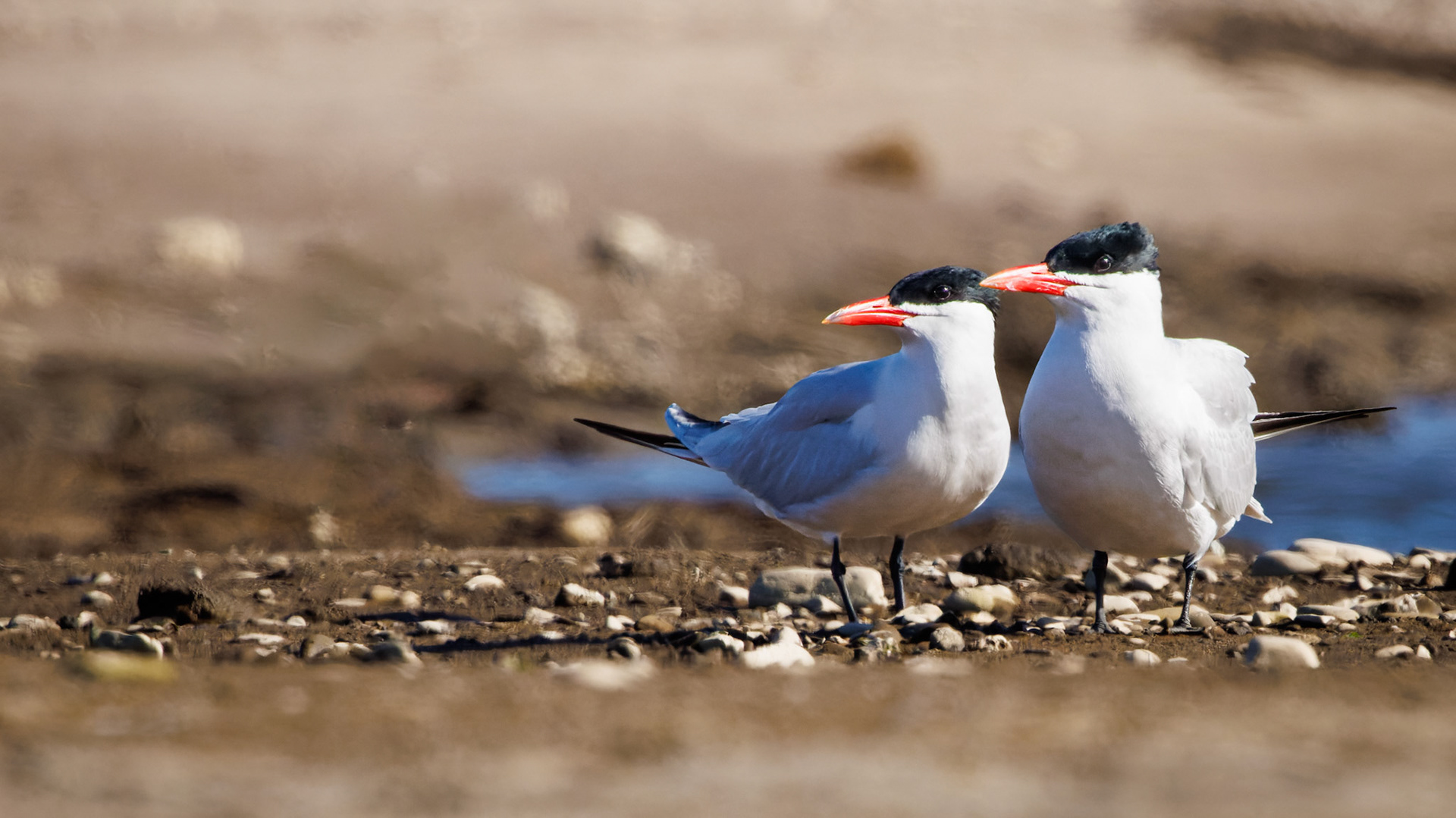 Caspian Terns