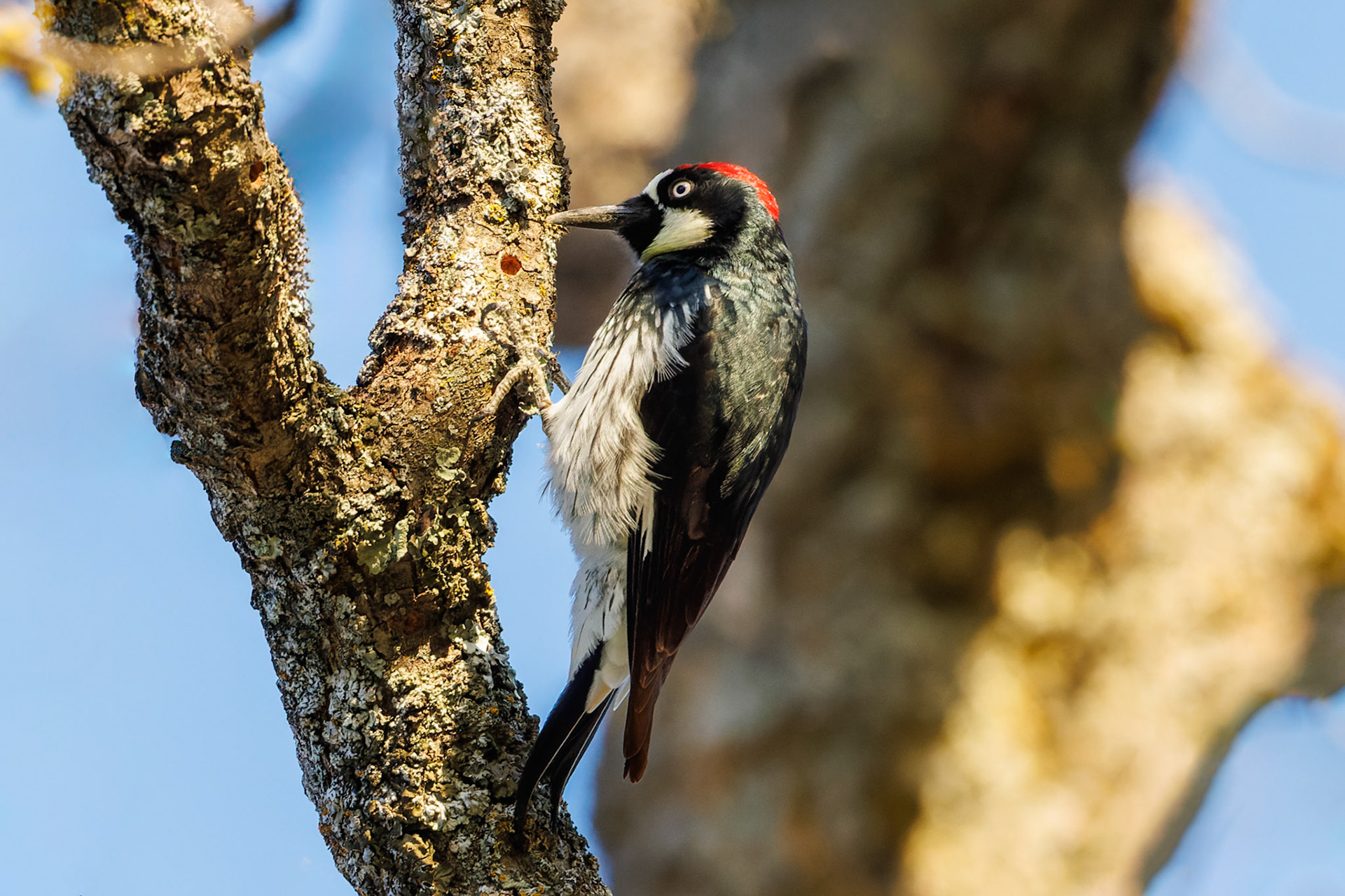 Acorn Woodpecker foraging