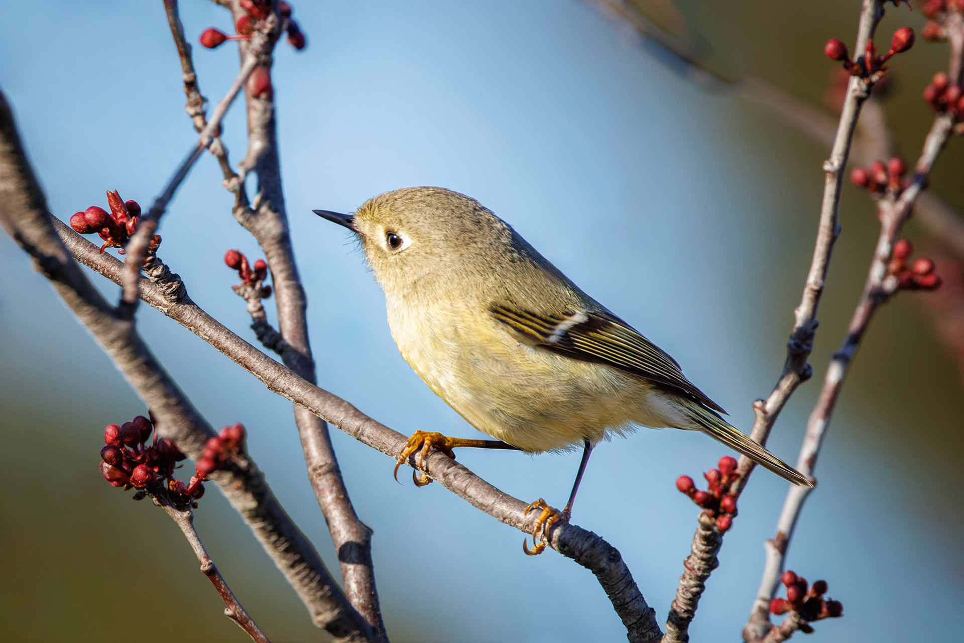 Ruby-crowned Kinglet