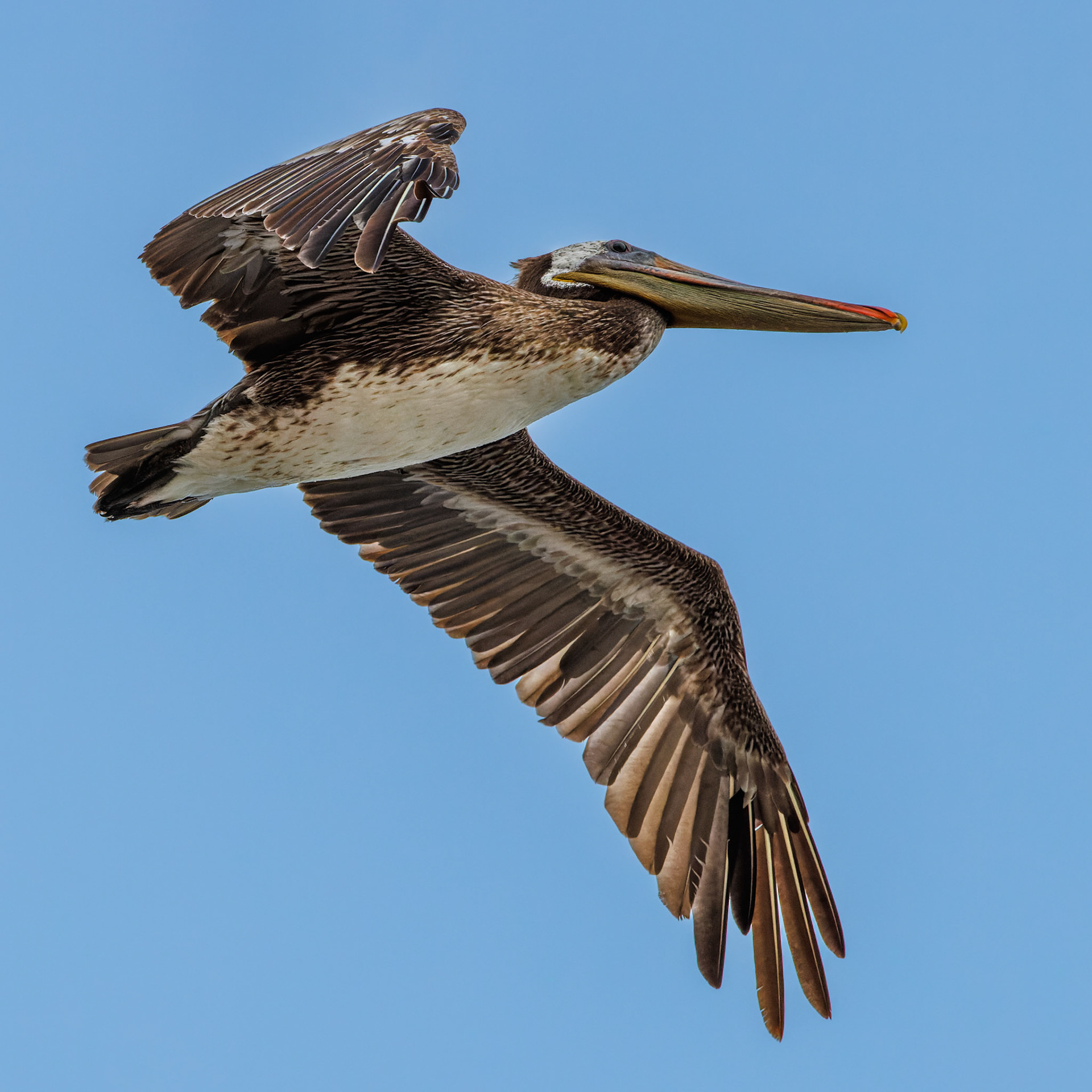Brown Pelican
