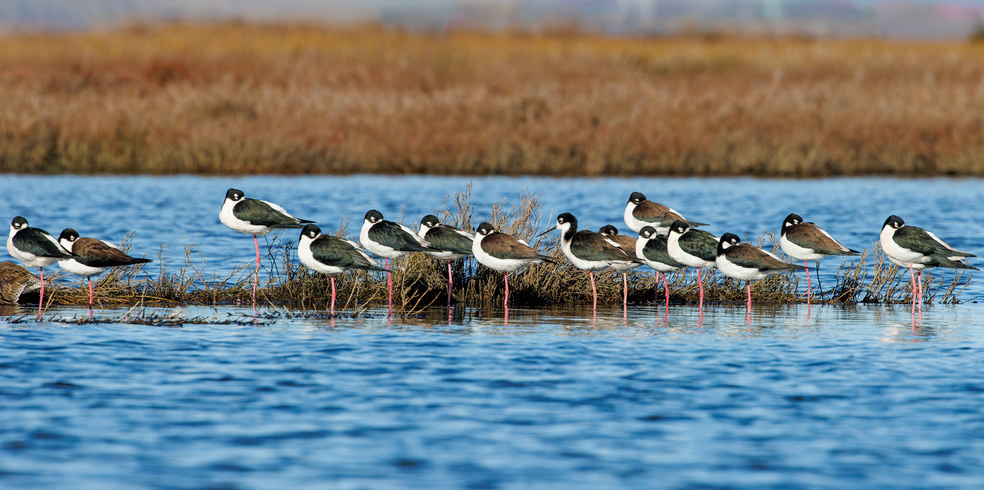 Black-necked Stilts