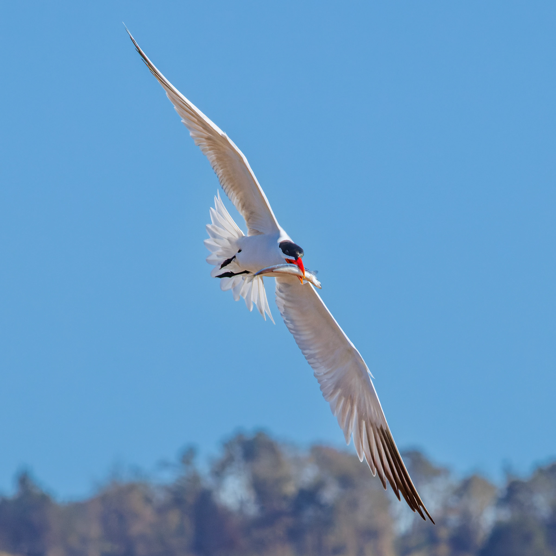 Caspian Tern with catch