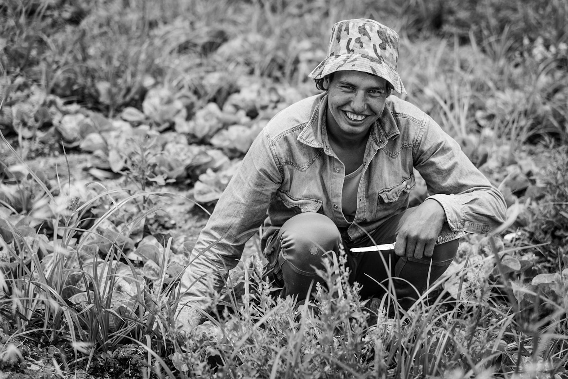 Field workers gathering lettuces in a field in Paphos, Cyprus
