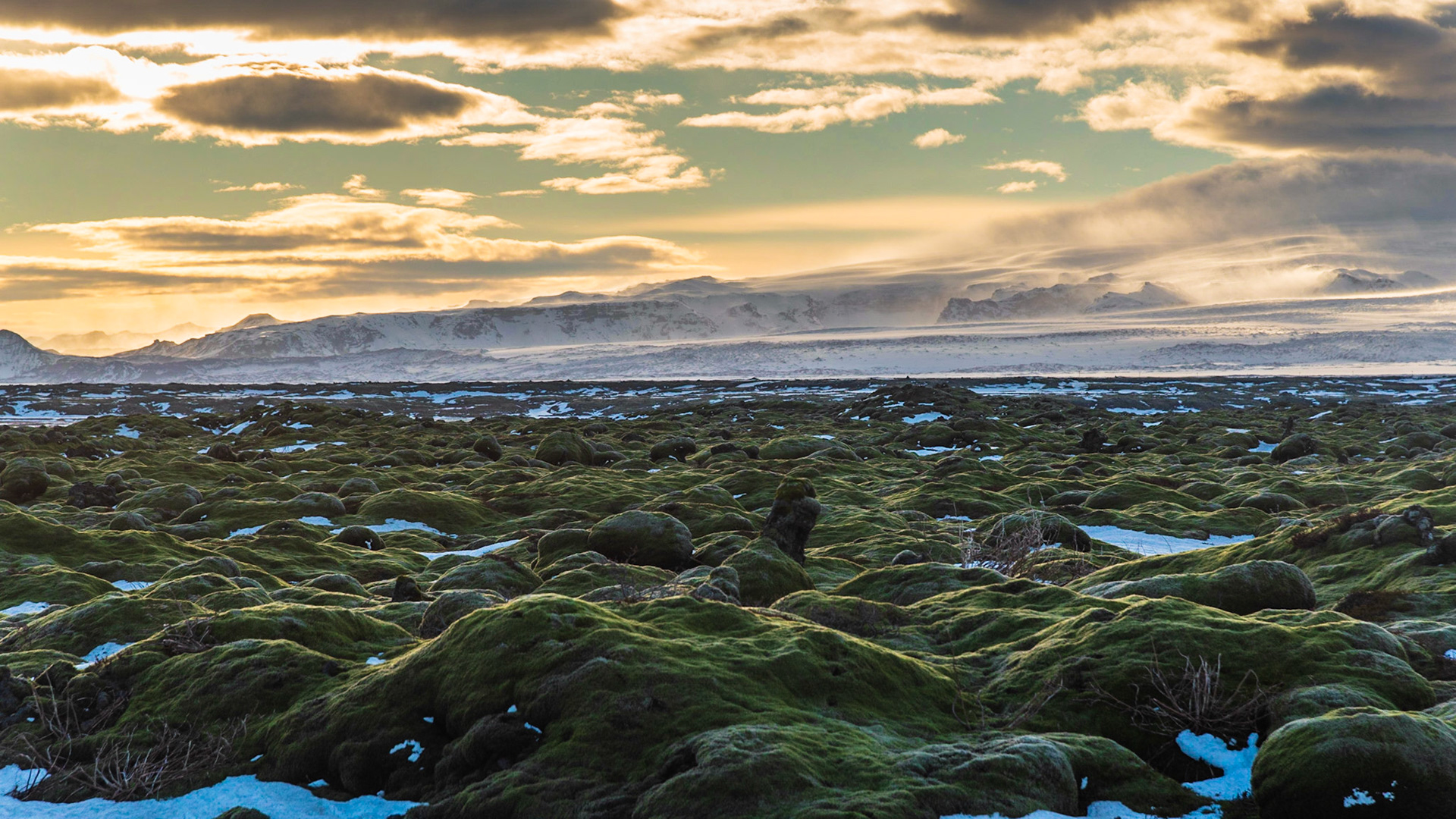 Moss landscape in south Iceland