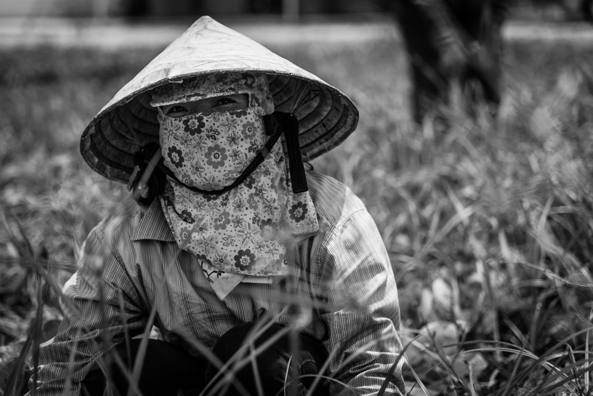 Field workers gathering lettuces in a field in Paphos, Cyprus