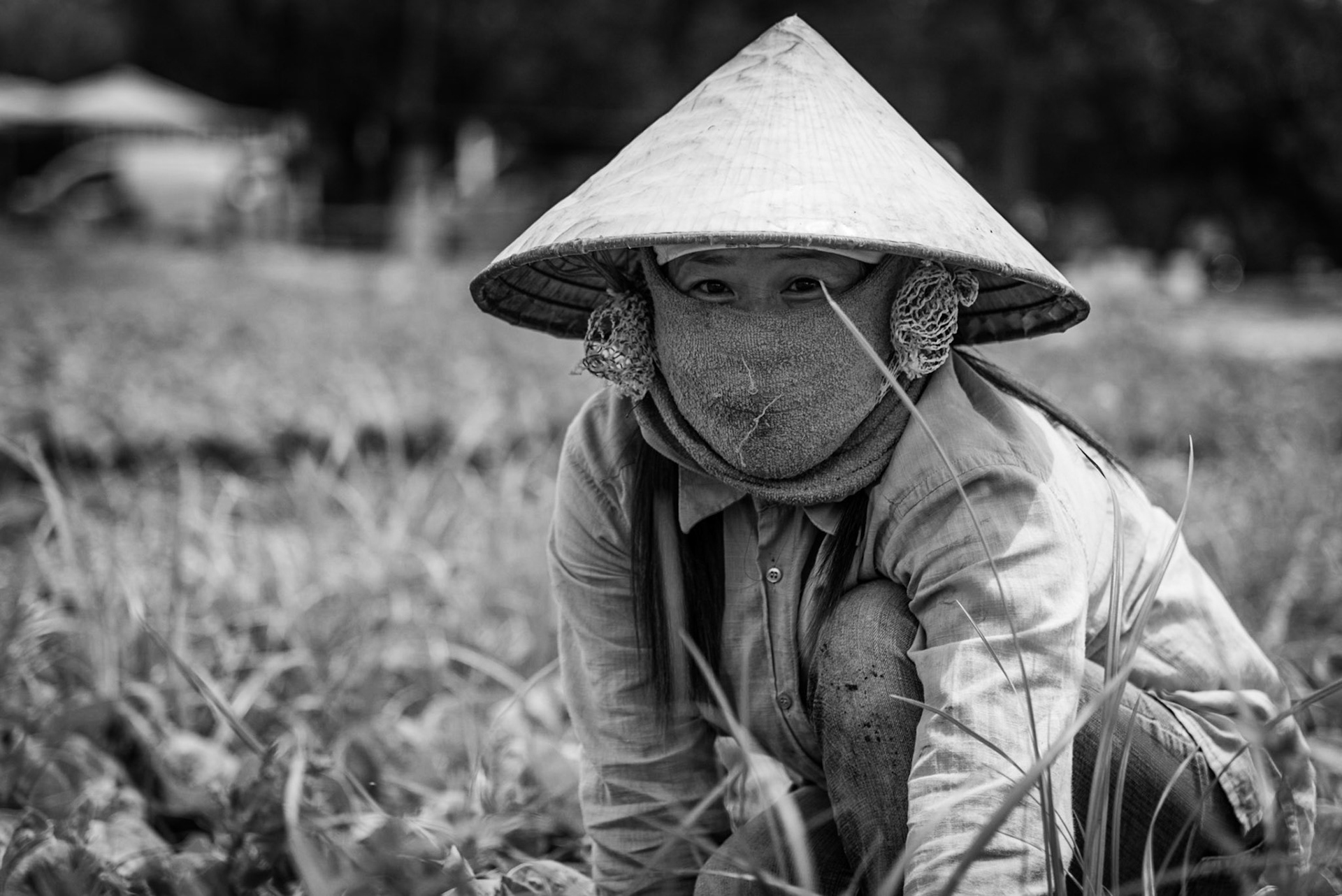 Field workers gathering lettuces in a field in Paphos, Cyprus