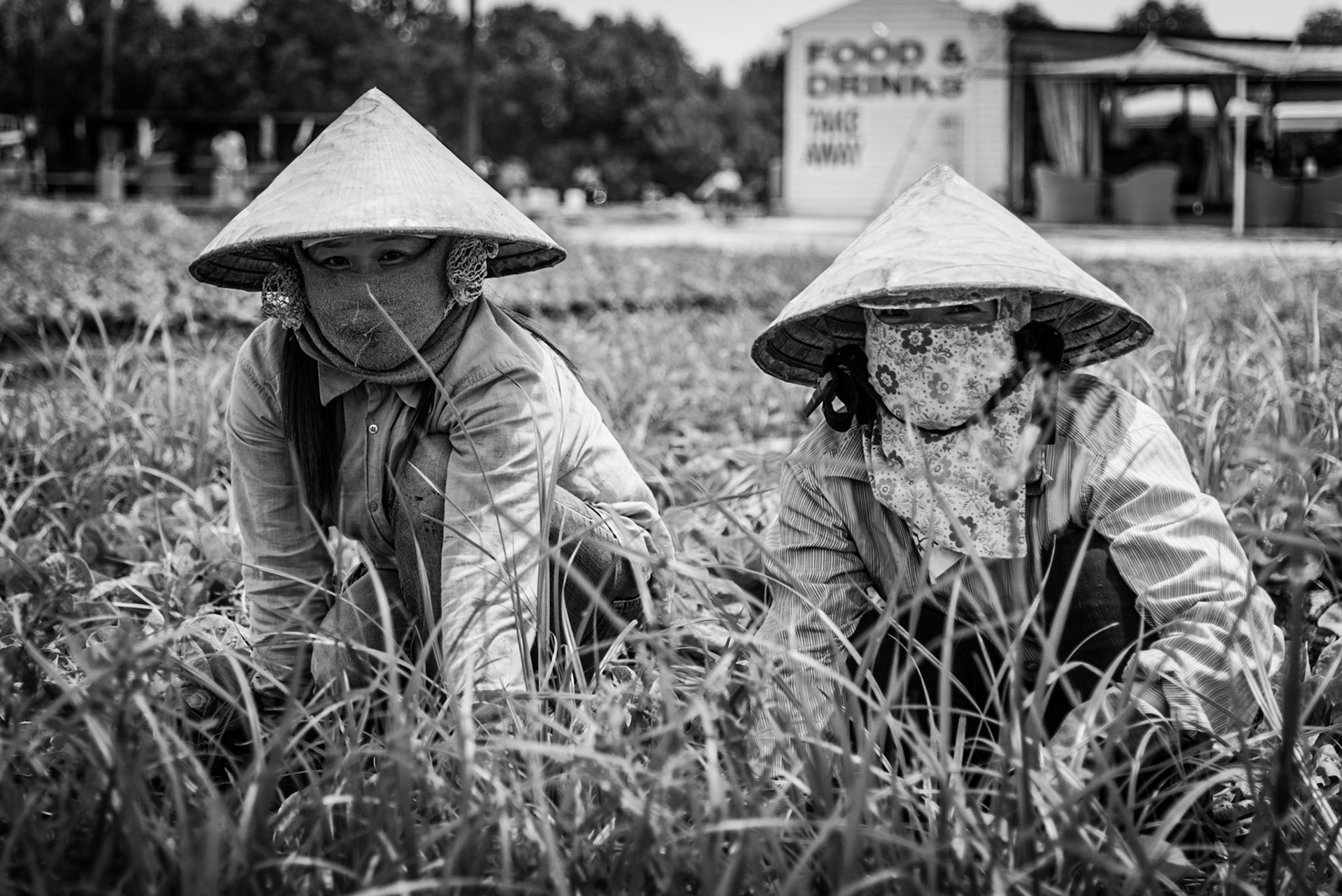 Field workers gathering lettuces in a field in Paphos, Cyprus