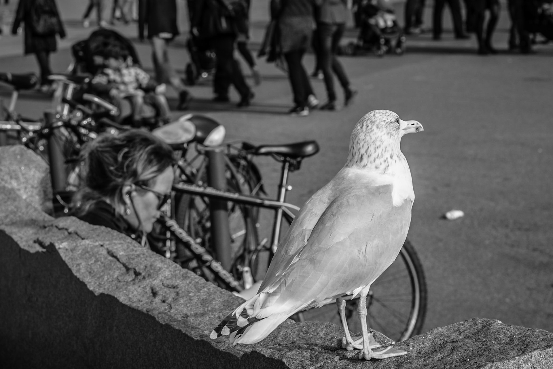 Seagull and a woman sitting on a bench in Oslo, Norway