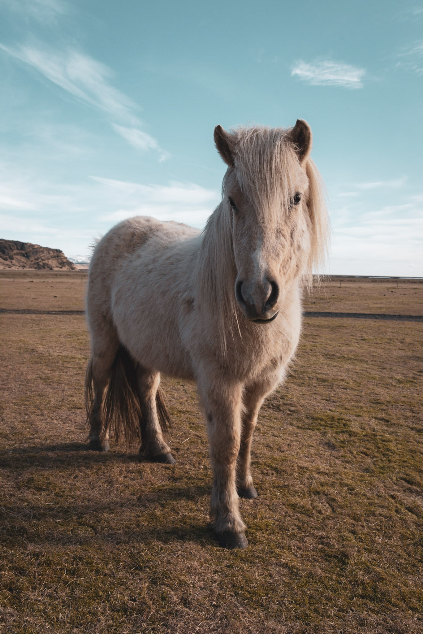 A beatiful horse in Iceland