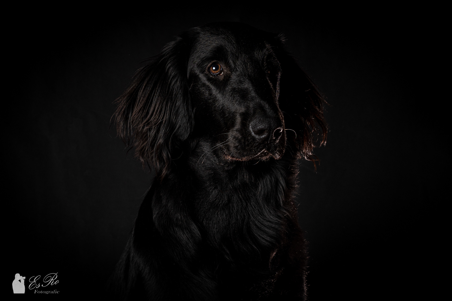 "Black Beauty" Suna