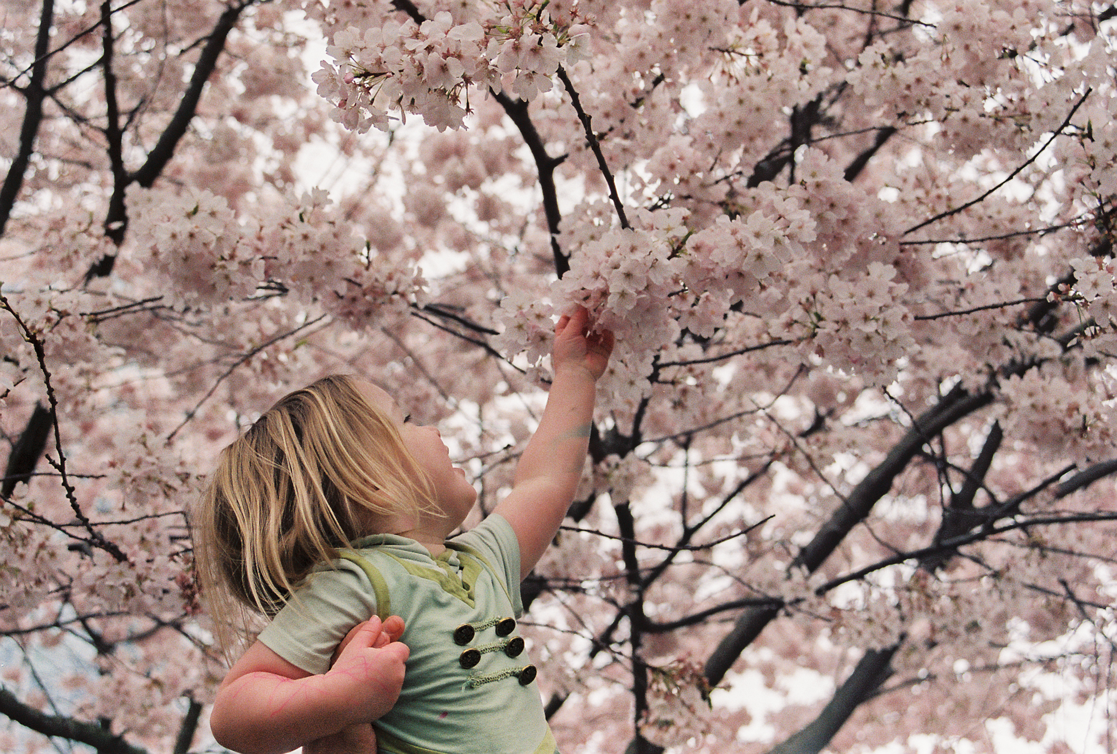 family photography session on 35mm film in the cherry blossoms