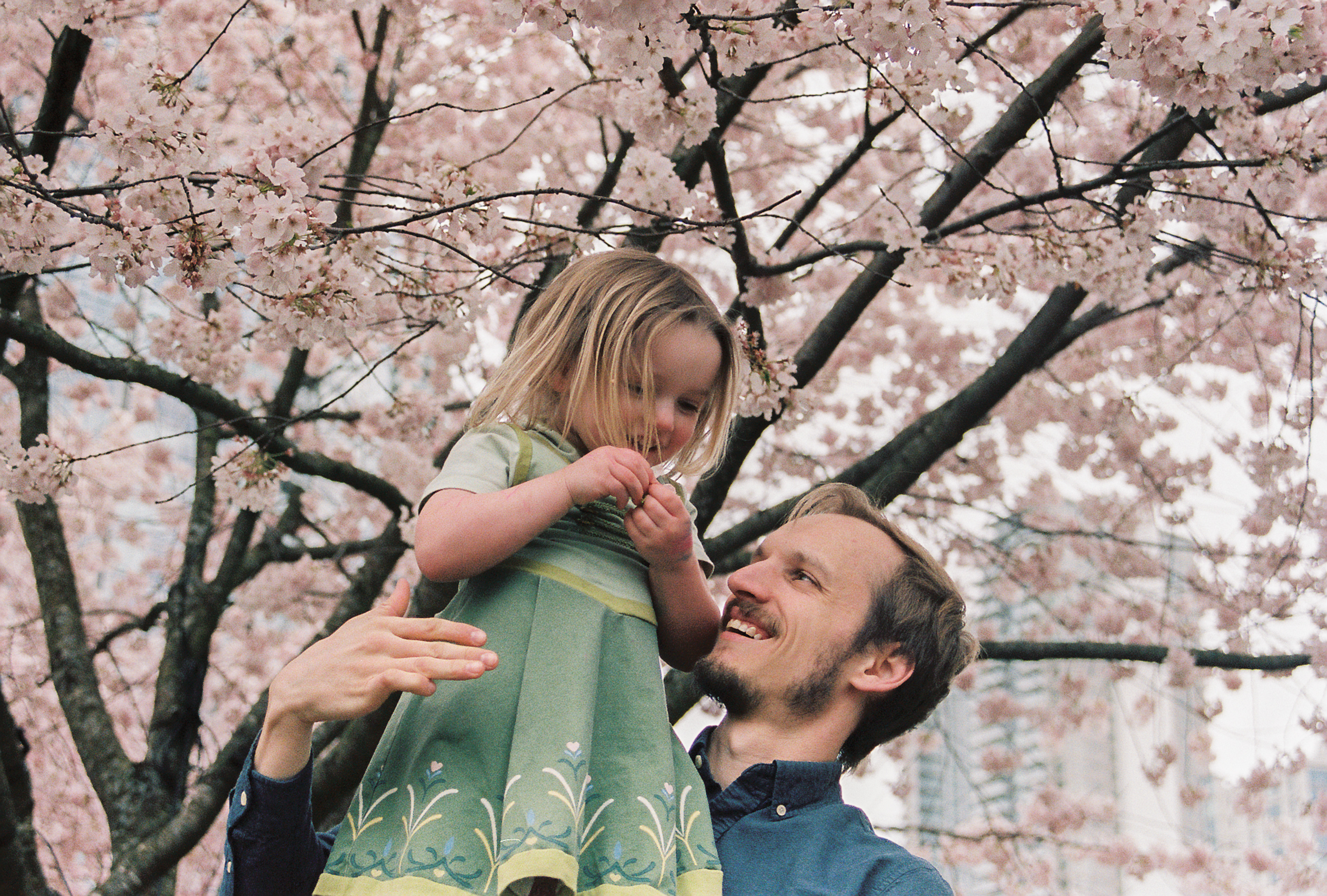 Family photography in the cherry blossoms captured on 35mm film