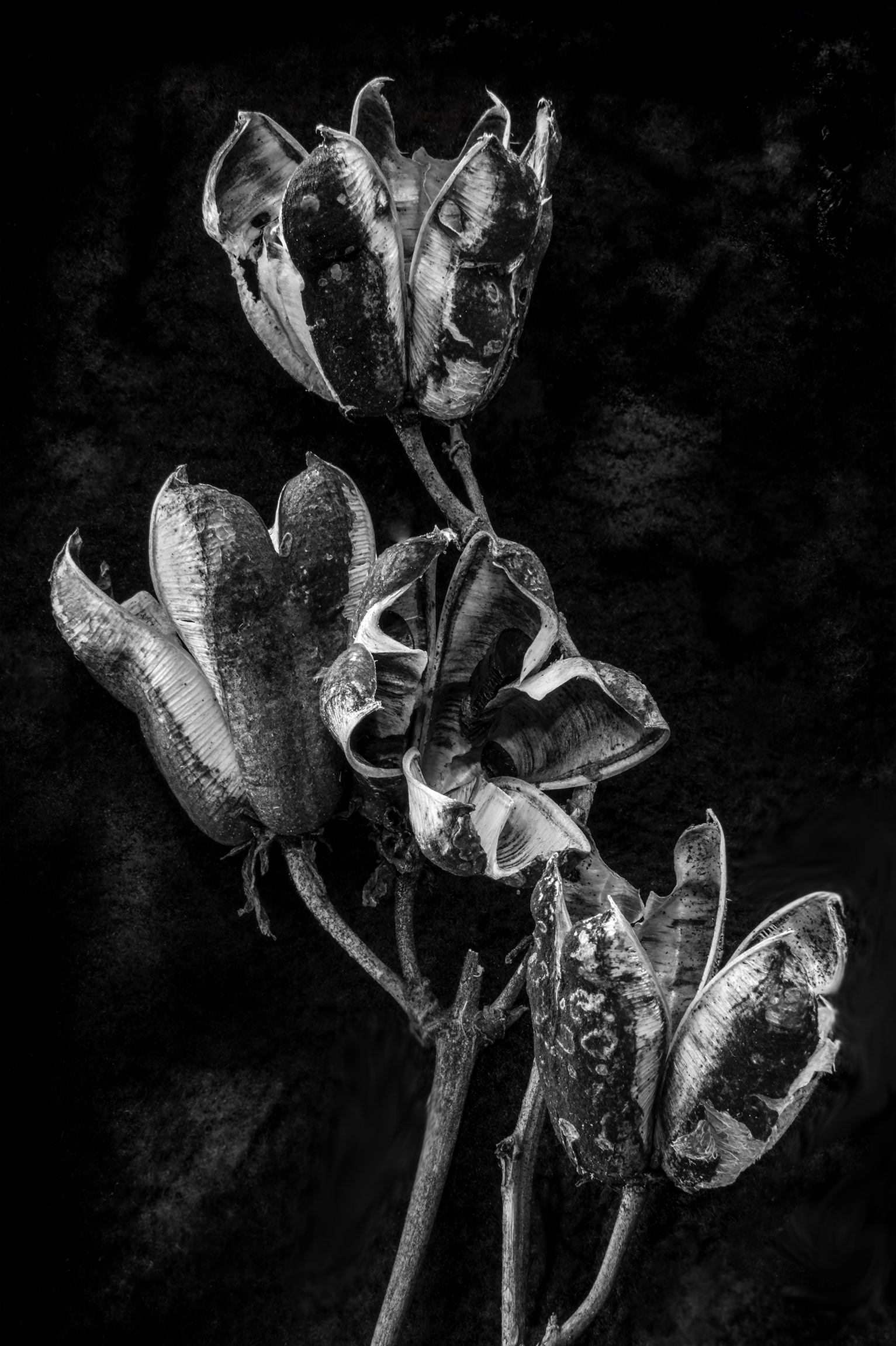 Agave Pod
