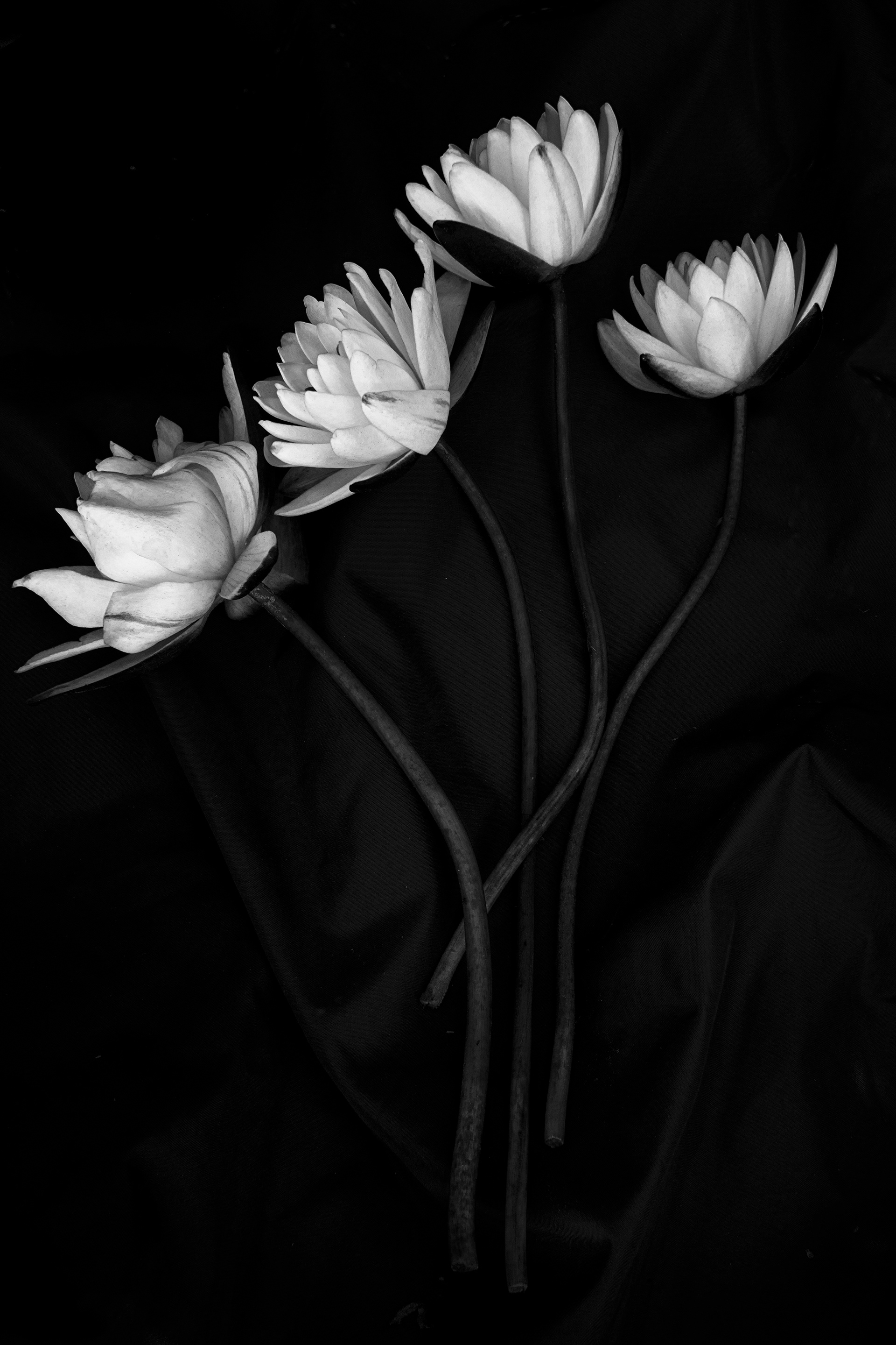 4 Pond Lilies