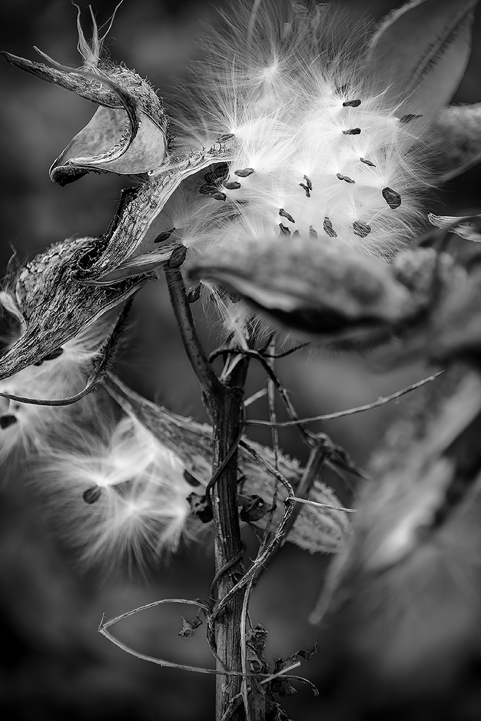 Seed Pod 