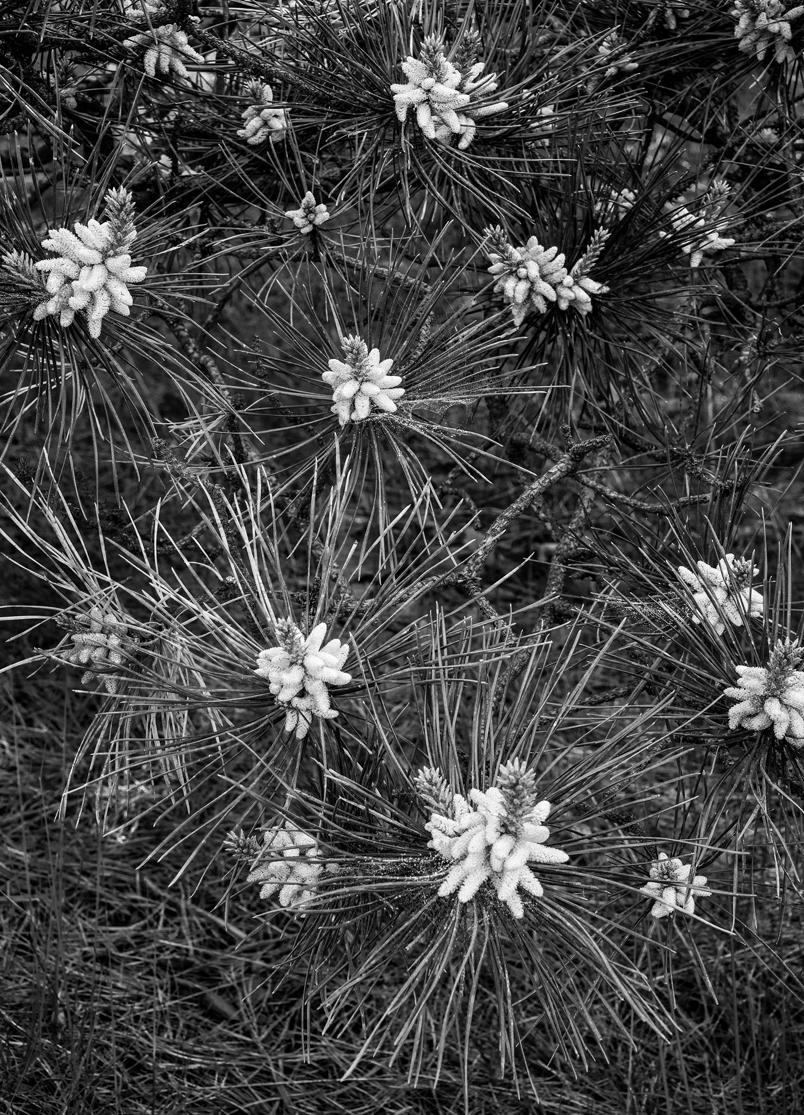 Needles and Dust