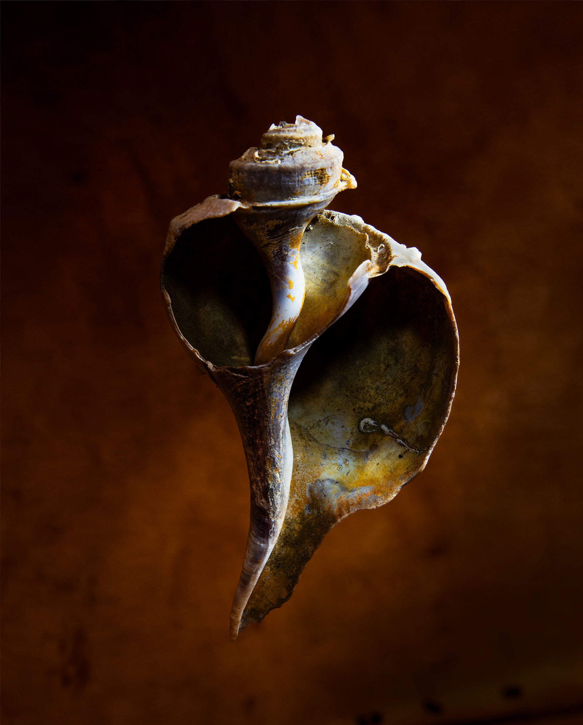 Welk Shell 1