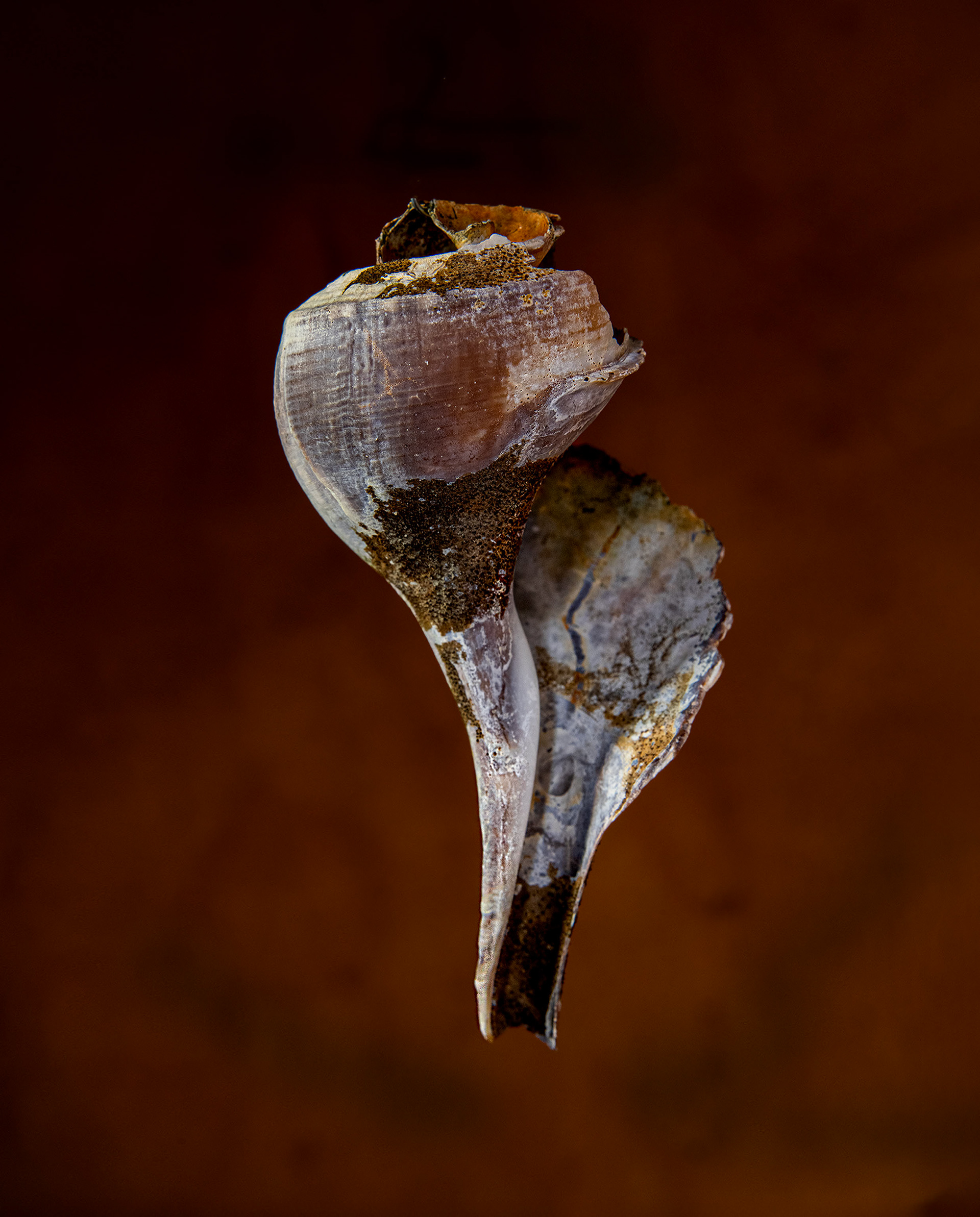 Welk Shell 2 