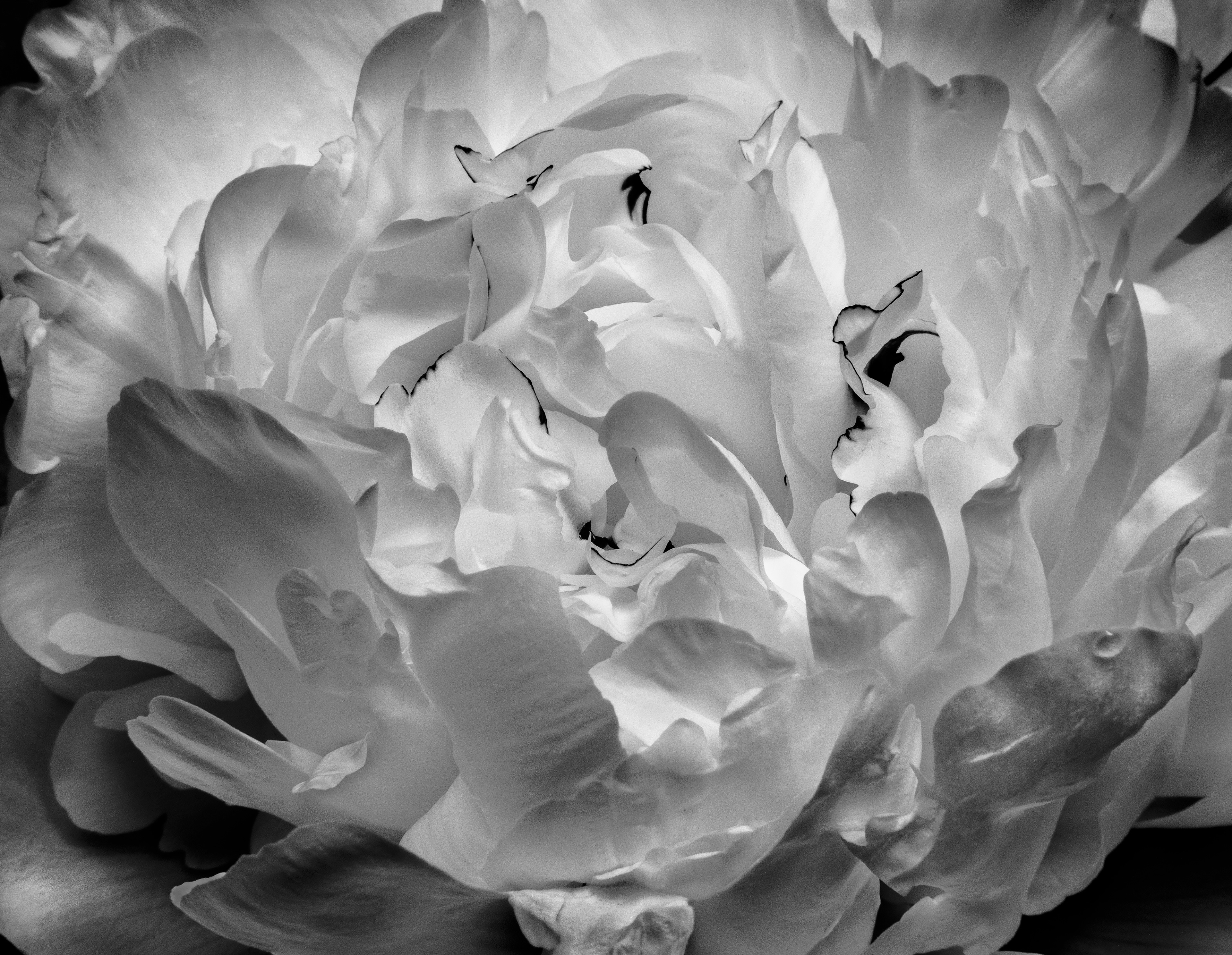 Abstraction - "The Thing Itself"